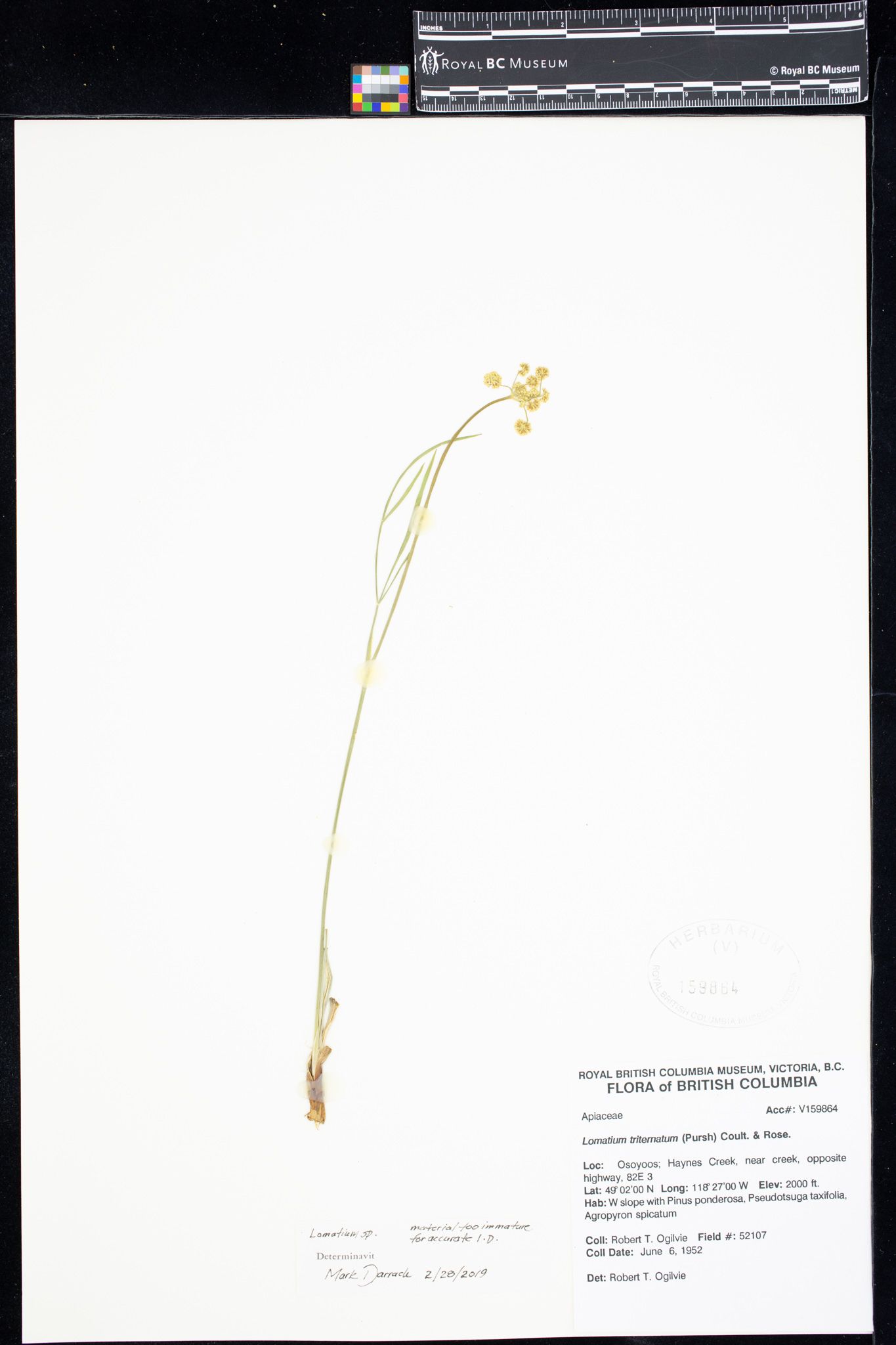 Image representing Lomatium.