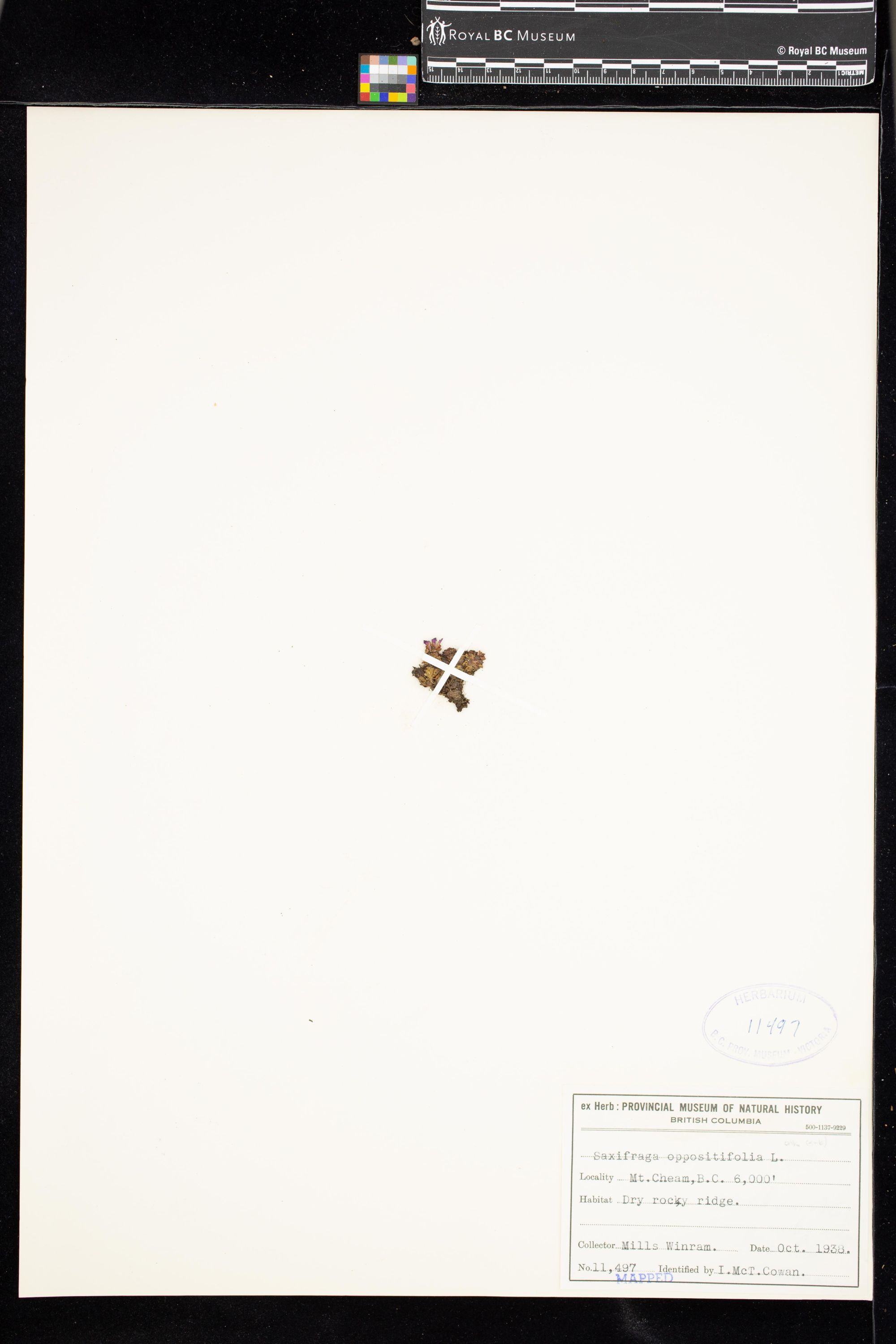 Image representing Saxifraga oppositifolia.