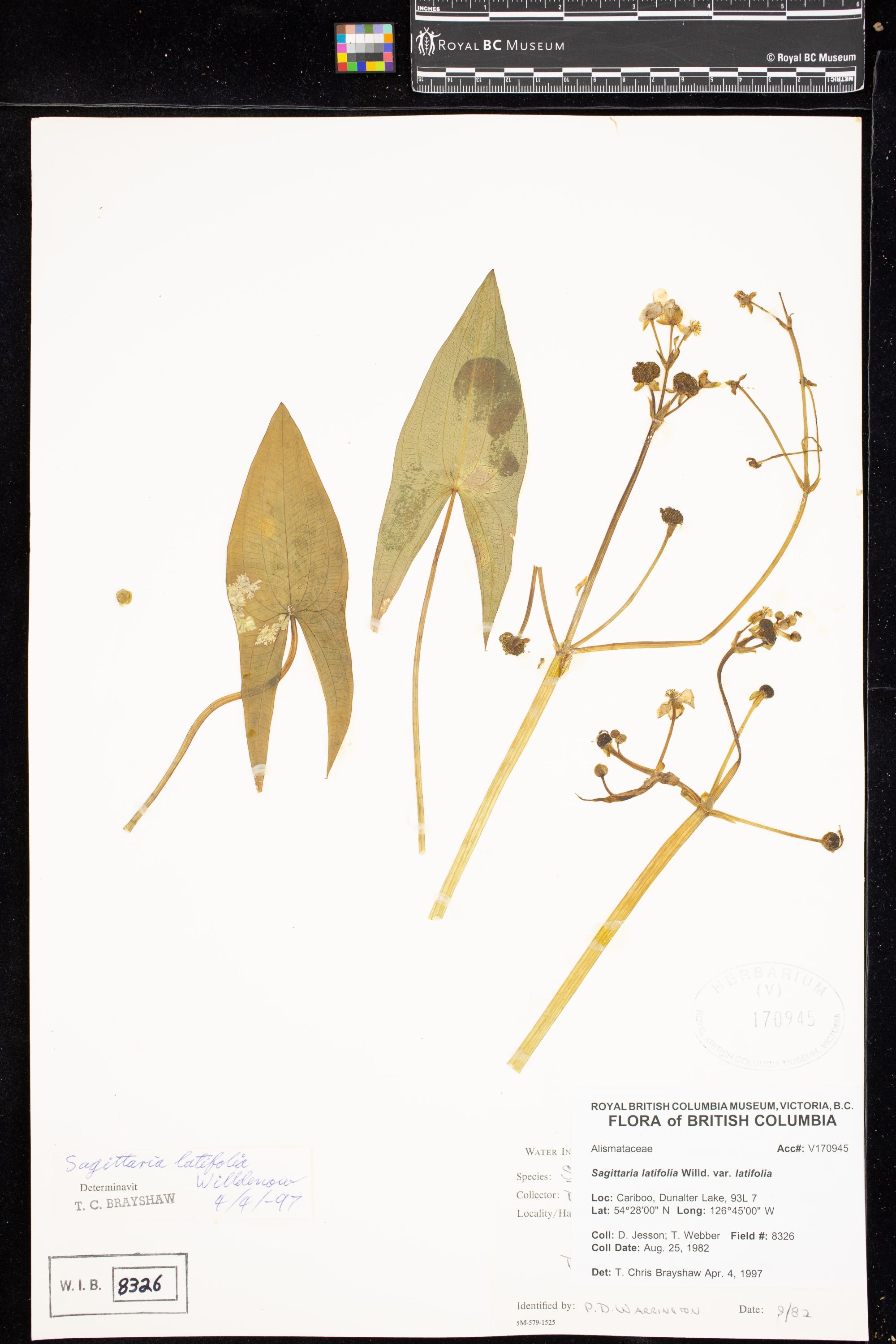 Image représentant Sagittaria latifolia var. latifolia