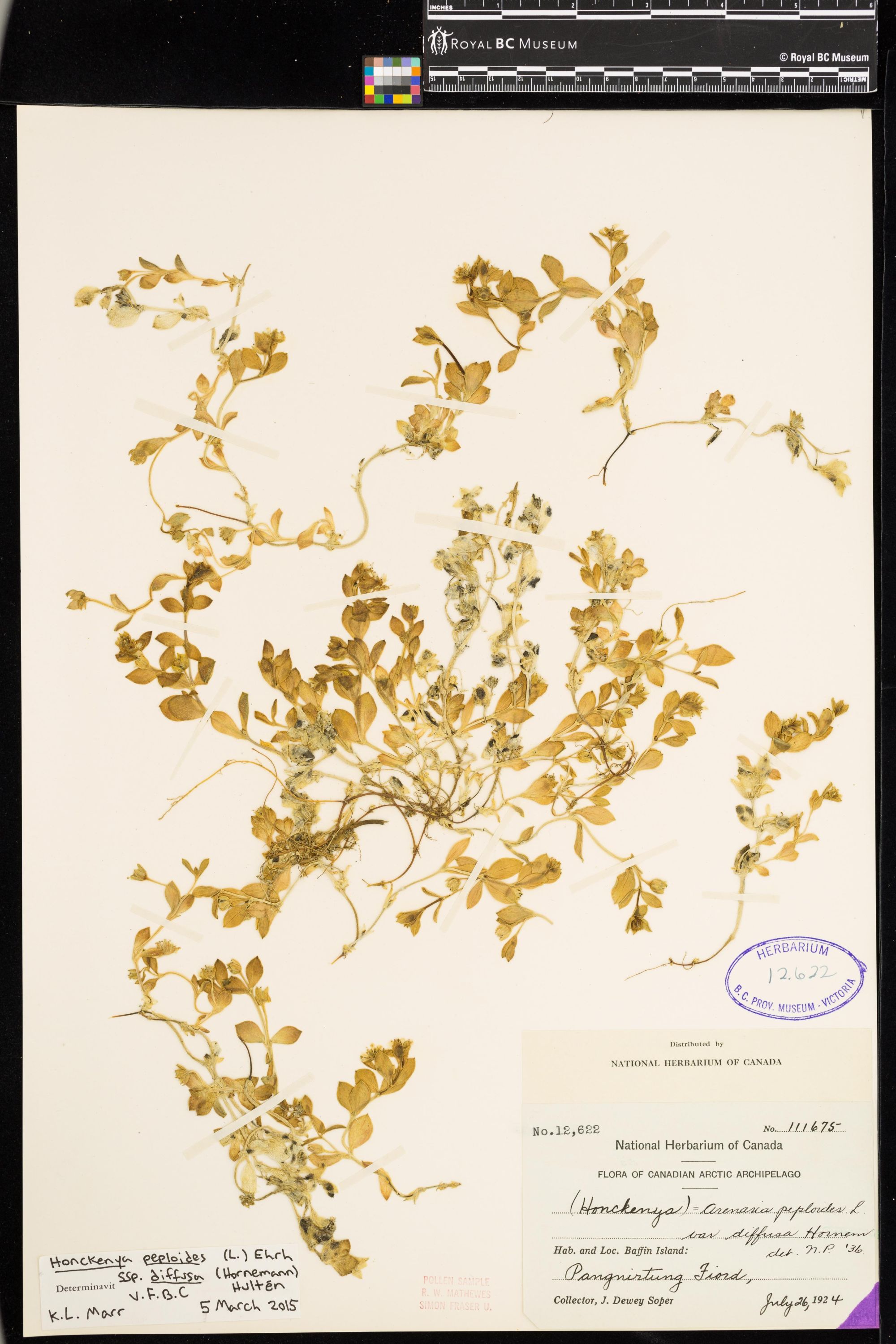 Image representing Honckenya peploides ssp. diffusa.