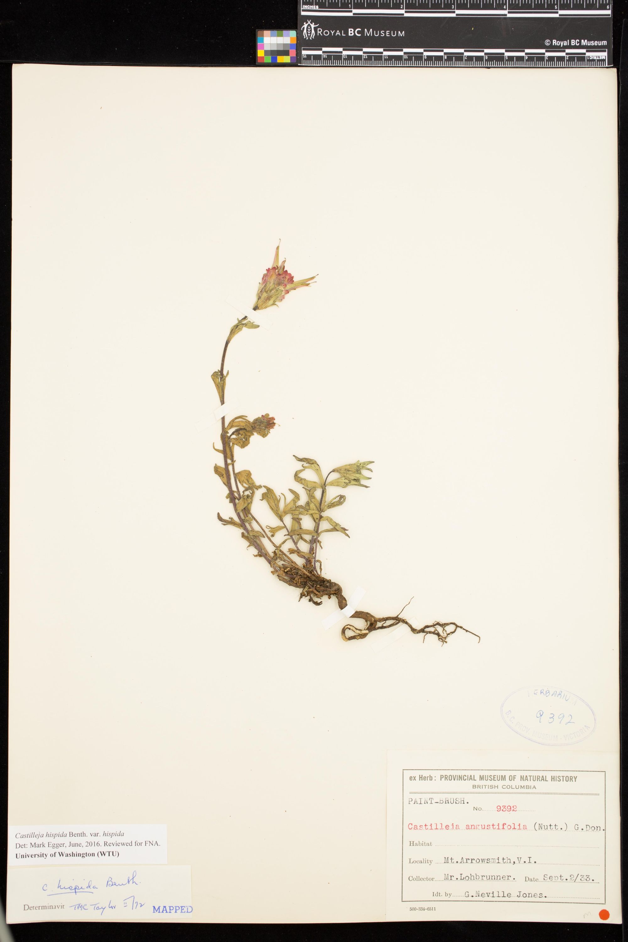 Image representing Castilleja hispida var. hispida.