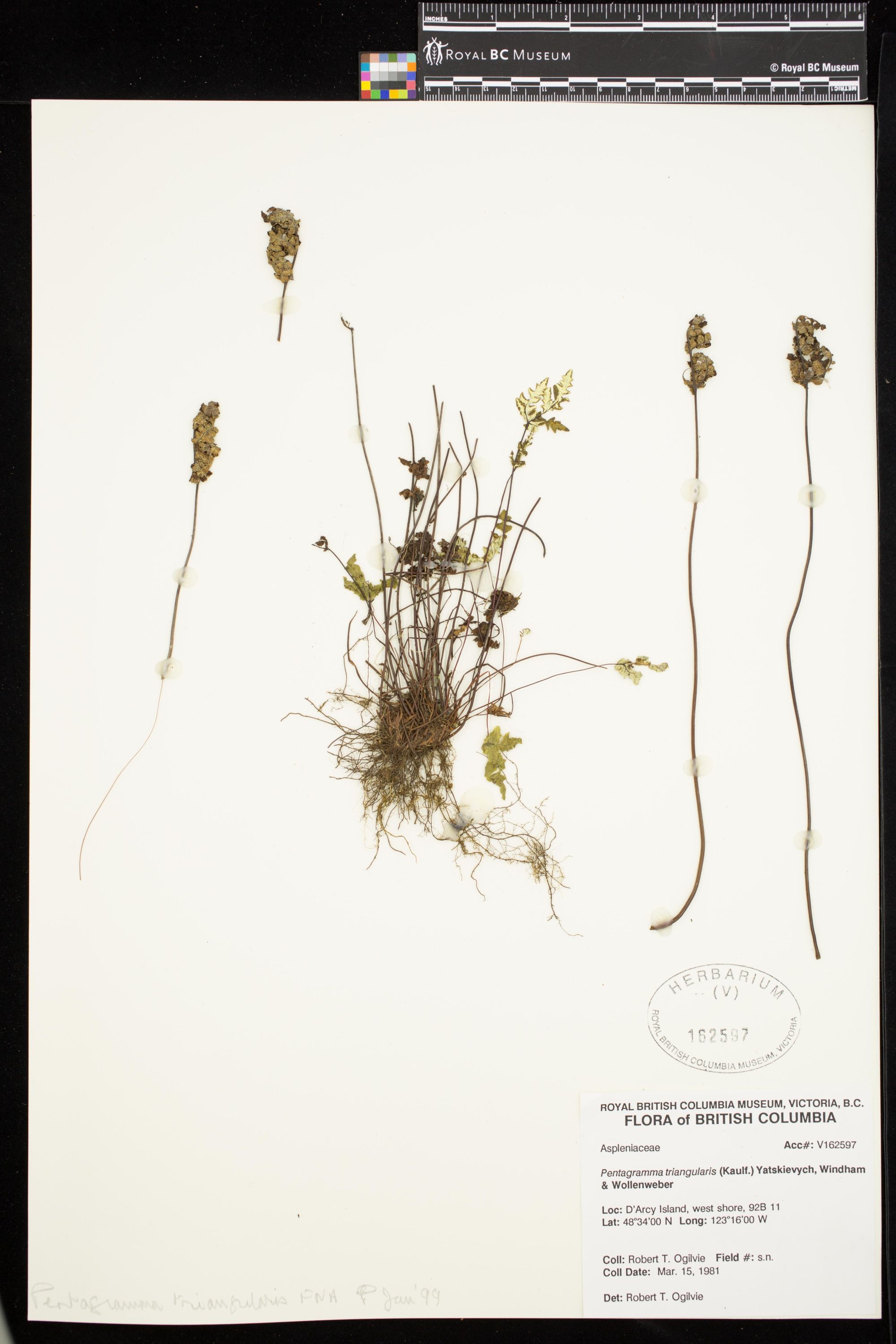 Image representing Pentagramma triangularis.