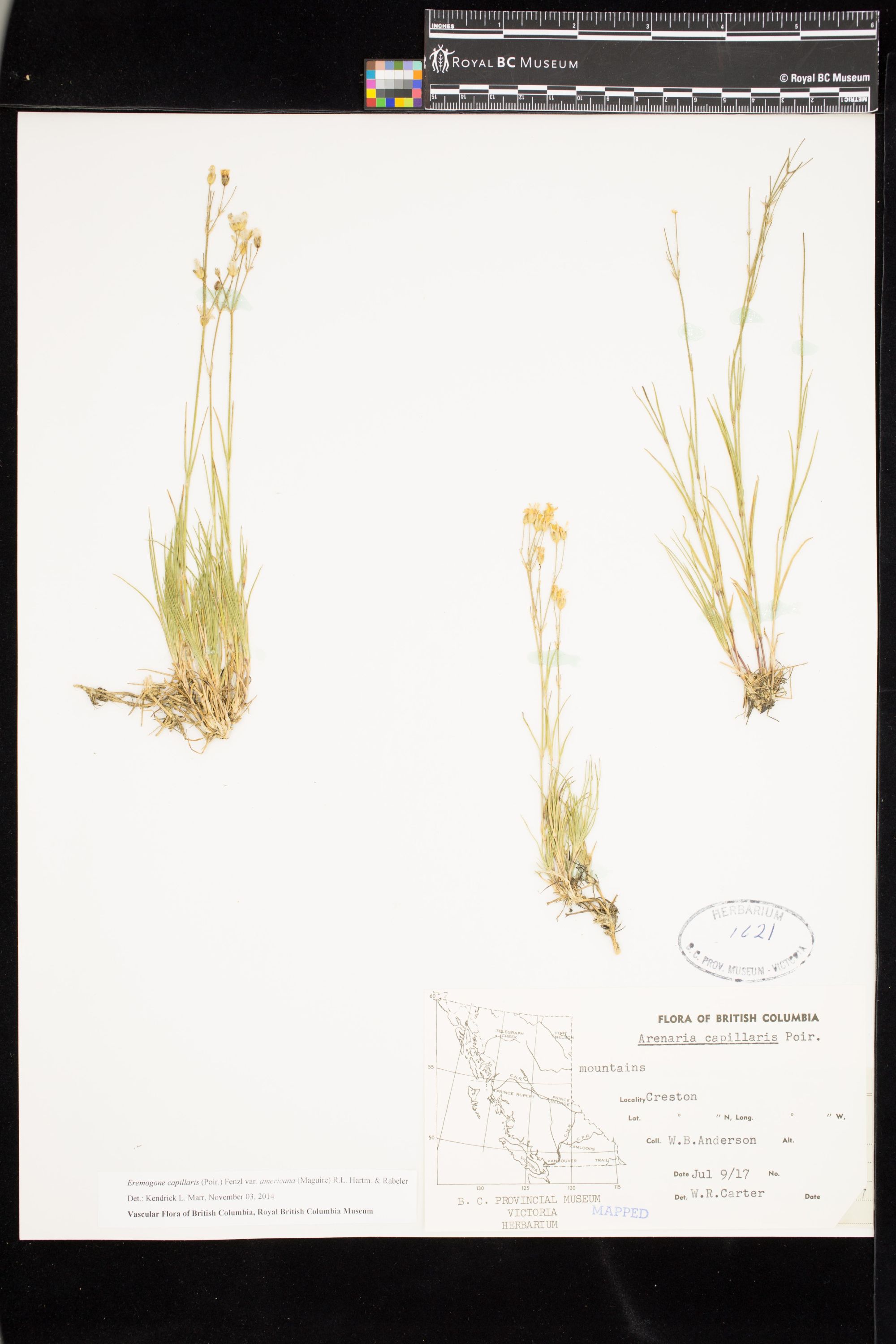 Image représentant Eremogone capillaris var. americana