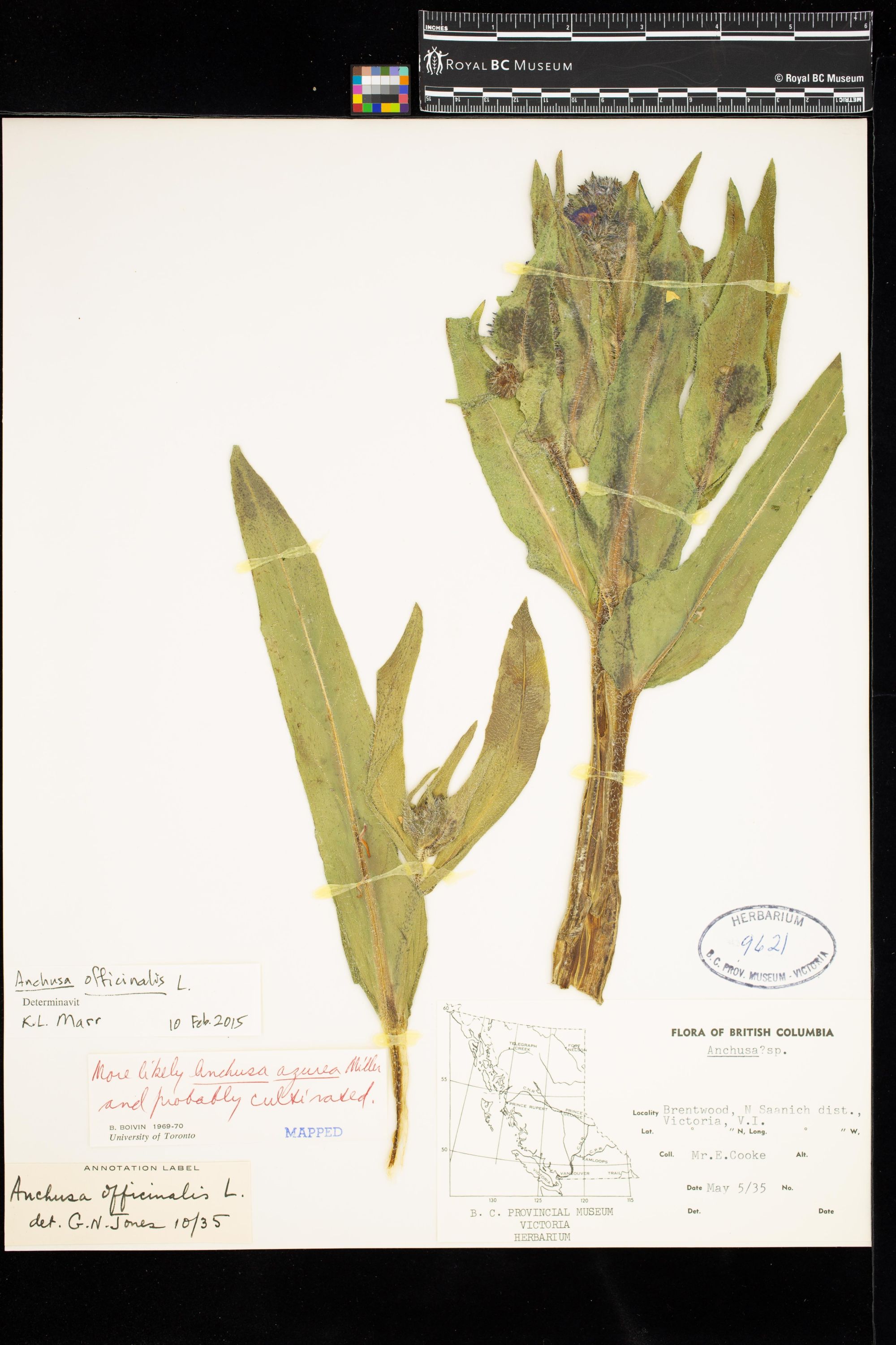 Image representing Anchusa officinalis.