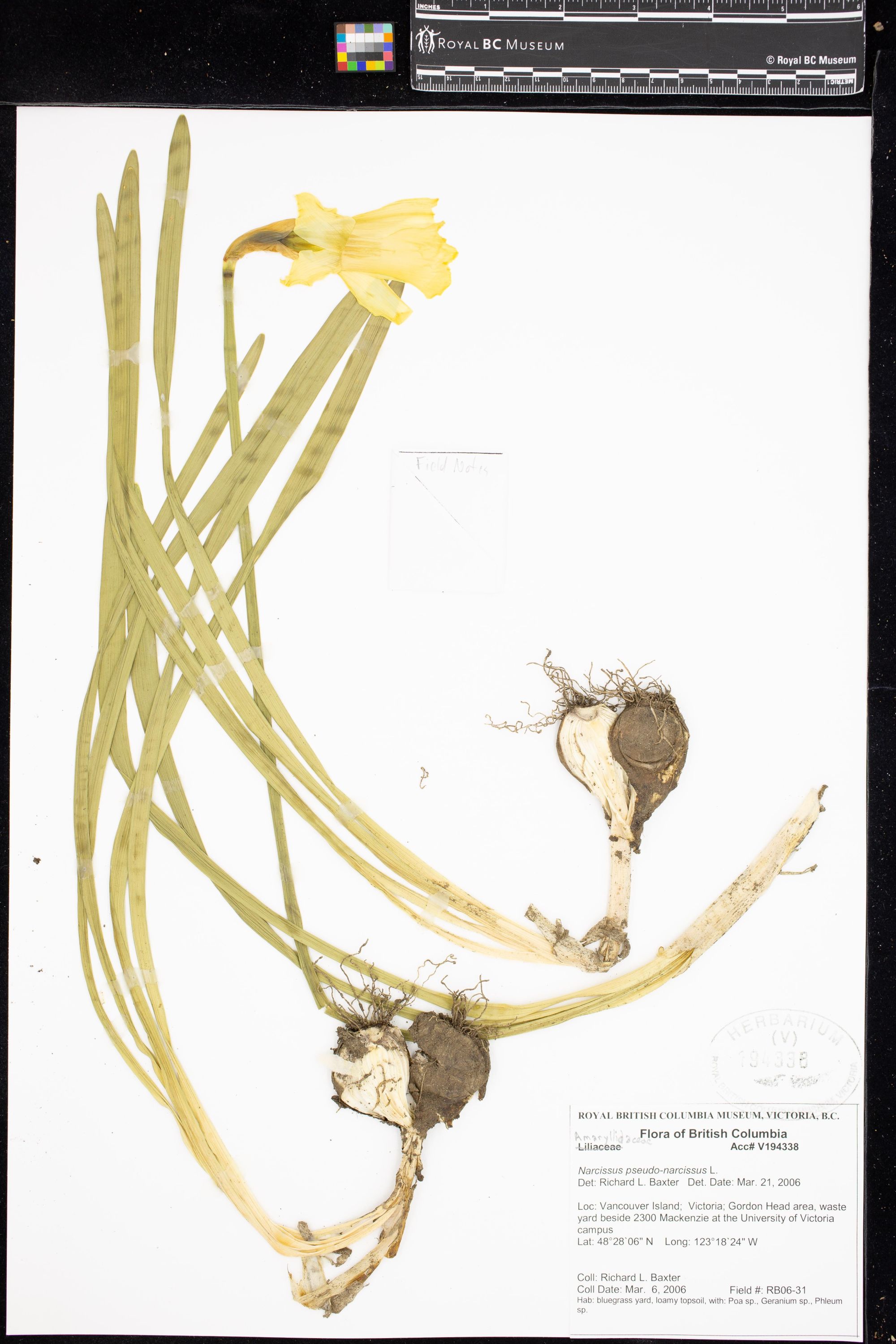 Image representing Narcissus pseudo-narcissus.