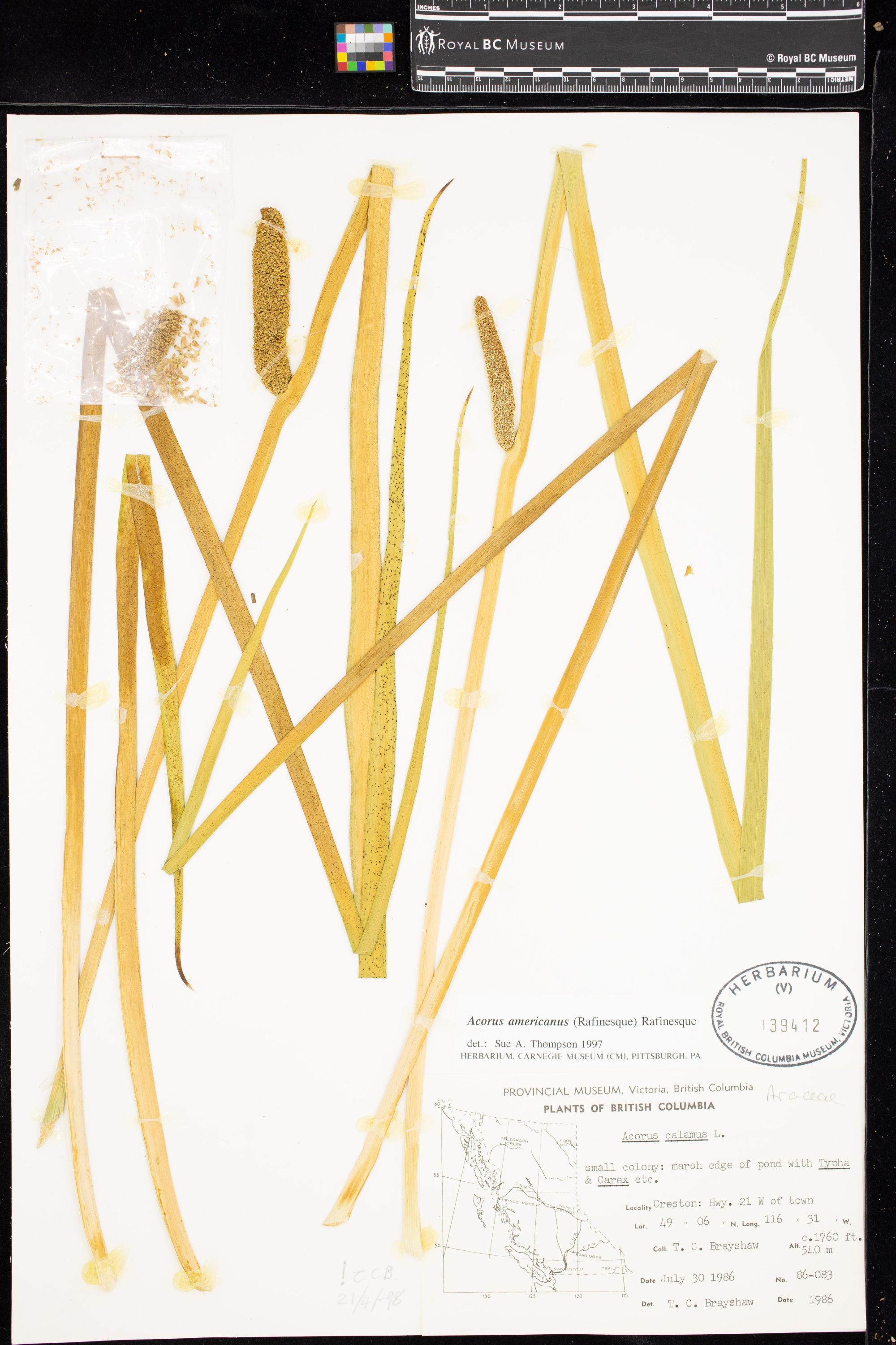 Image representing Acorus americanus.