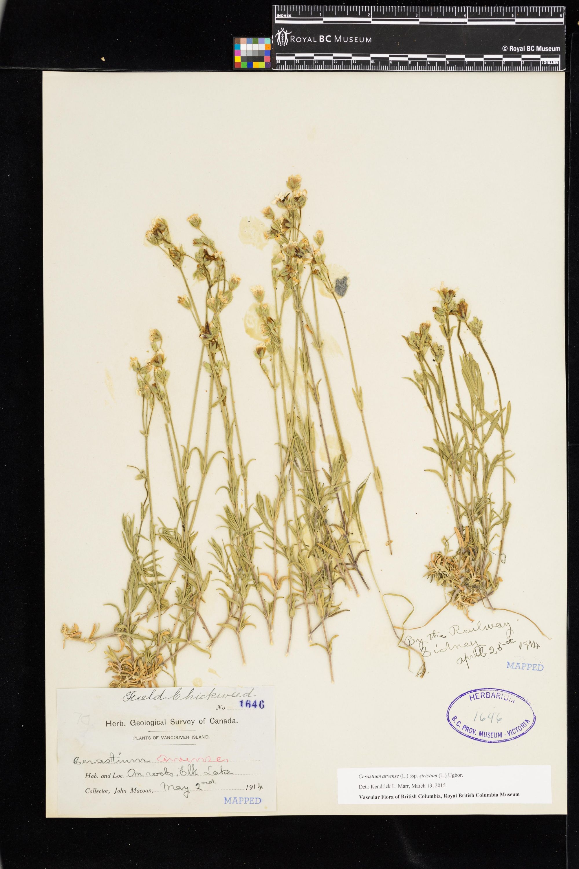 Image représentant Cerastium arvense ssp. strictum