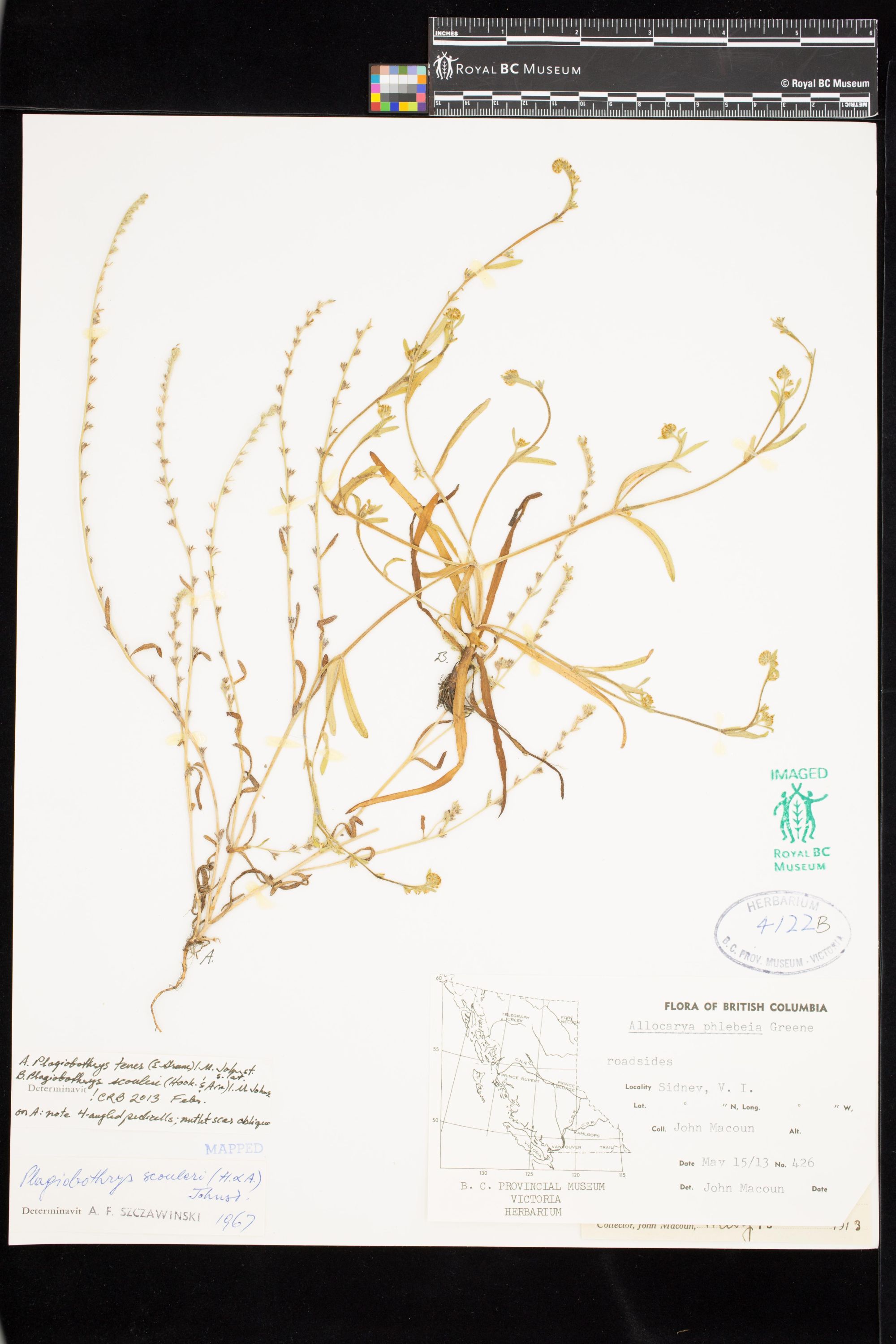 Image representing Plagiobothrys scouleri var. scouleri.