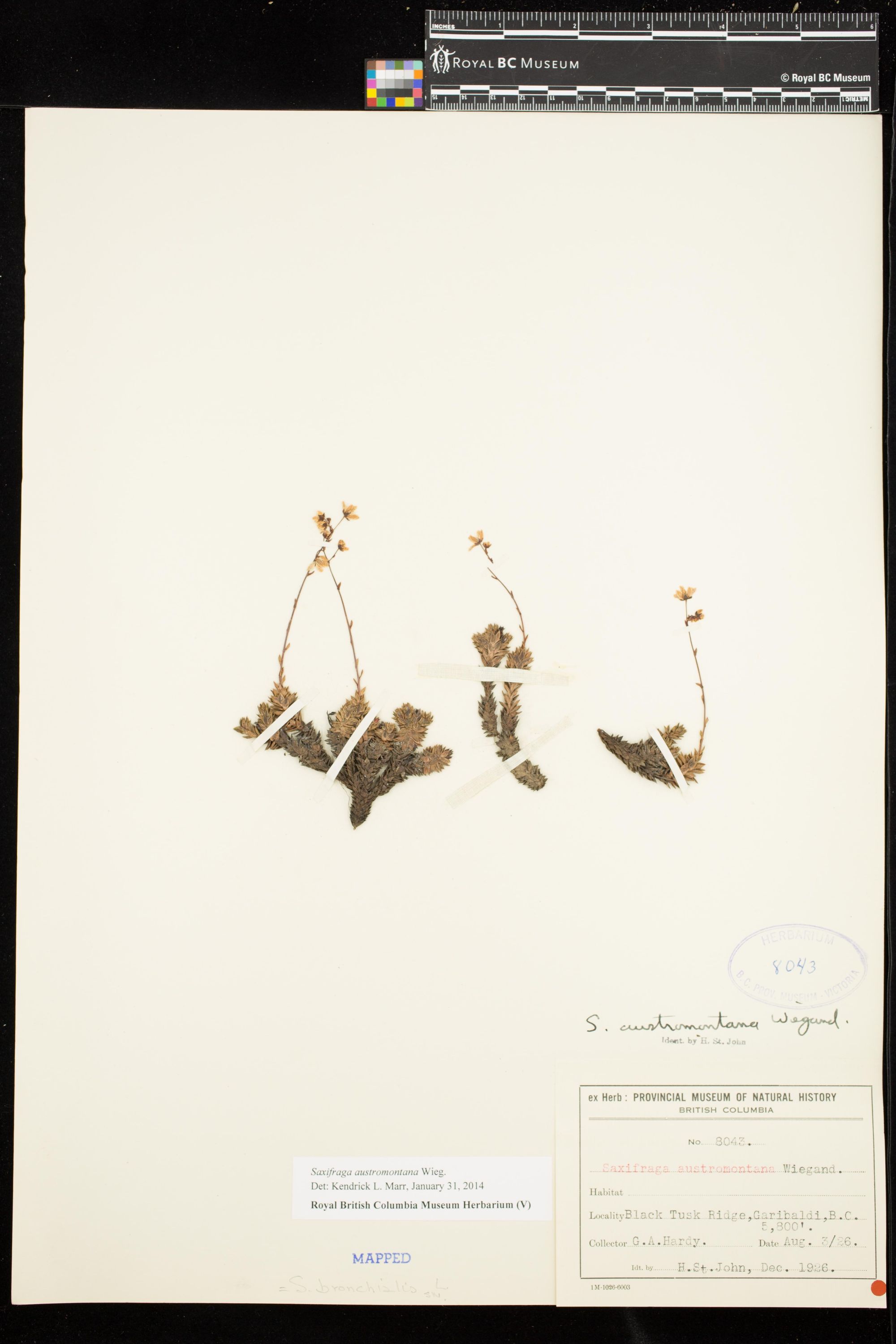 Image representing Saxifraga austromontana.