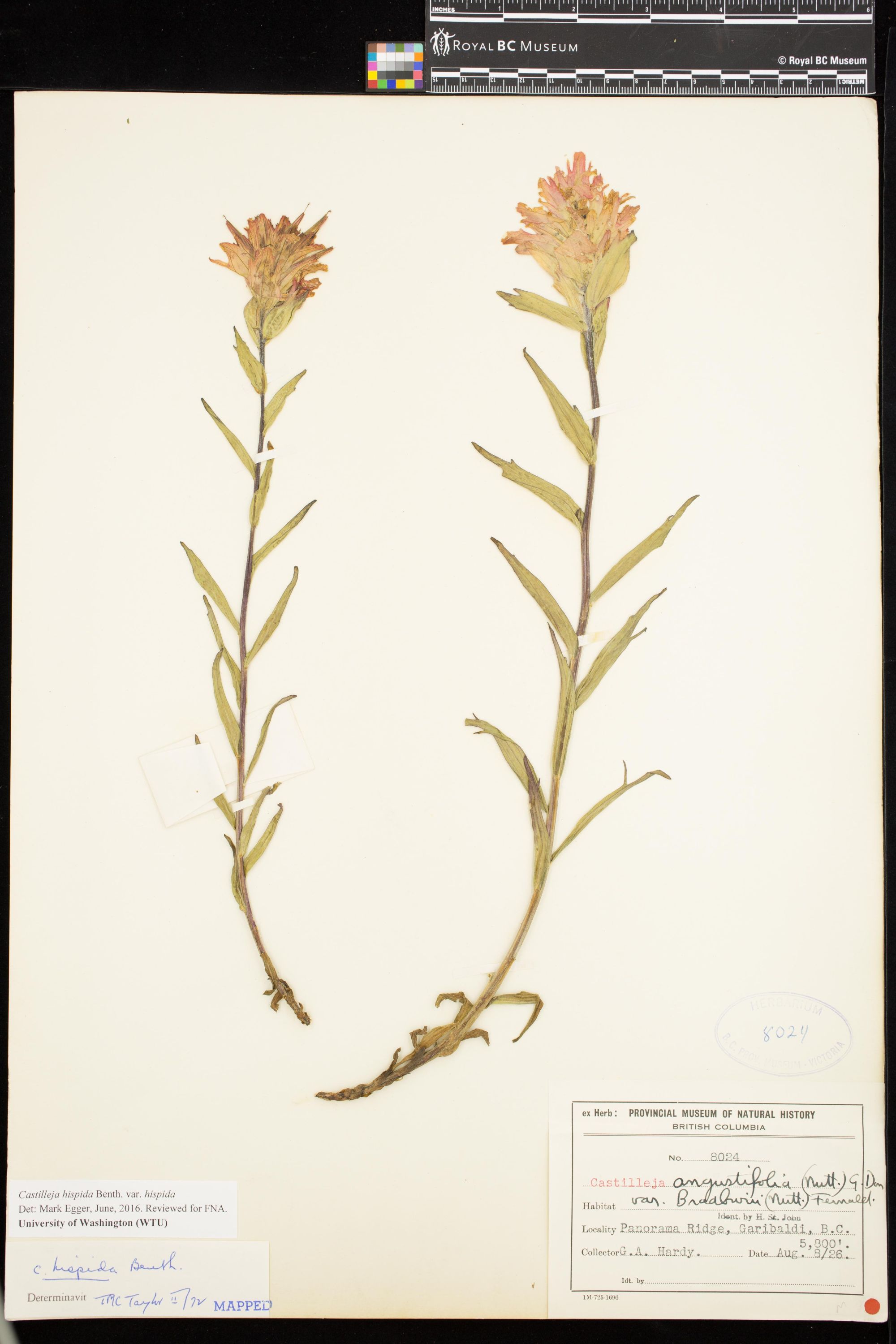 Image representing Castilleja hispida var. hispida.