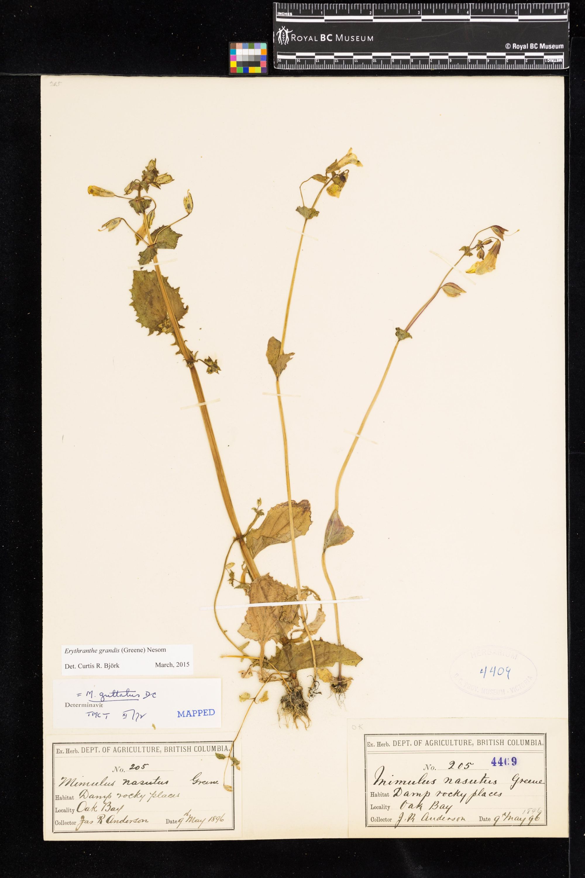 Image representing Erythranthe grandis.