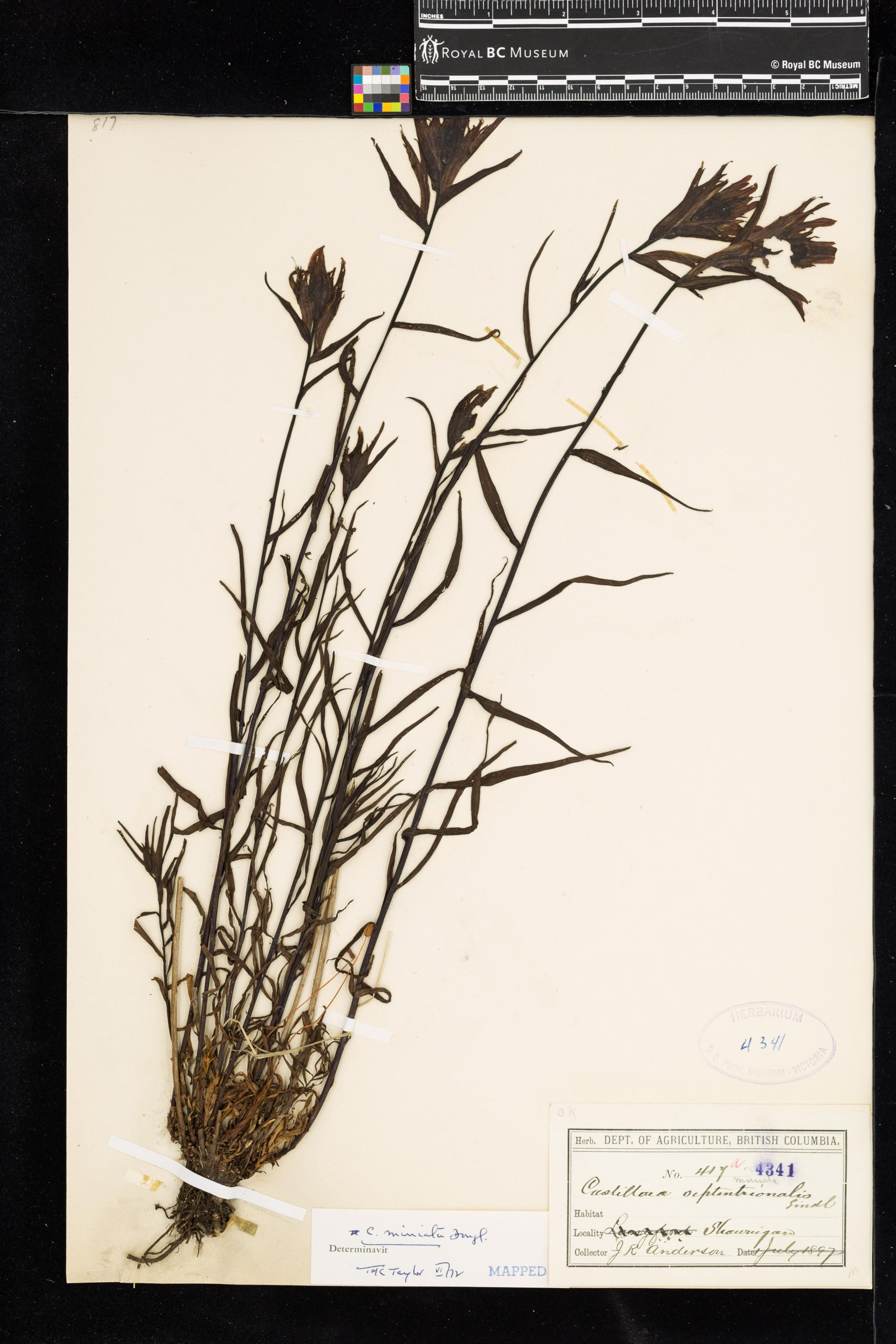 Image representing Castilleja miniata.