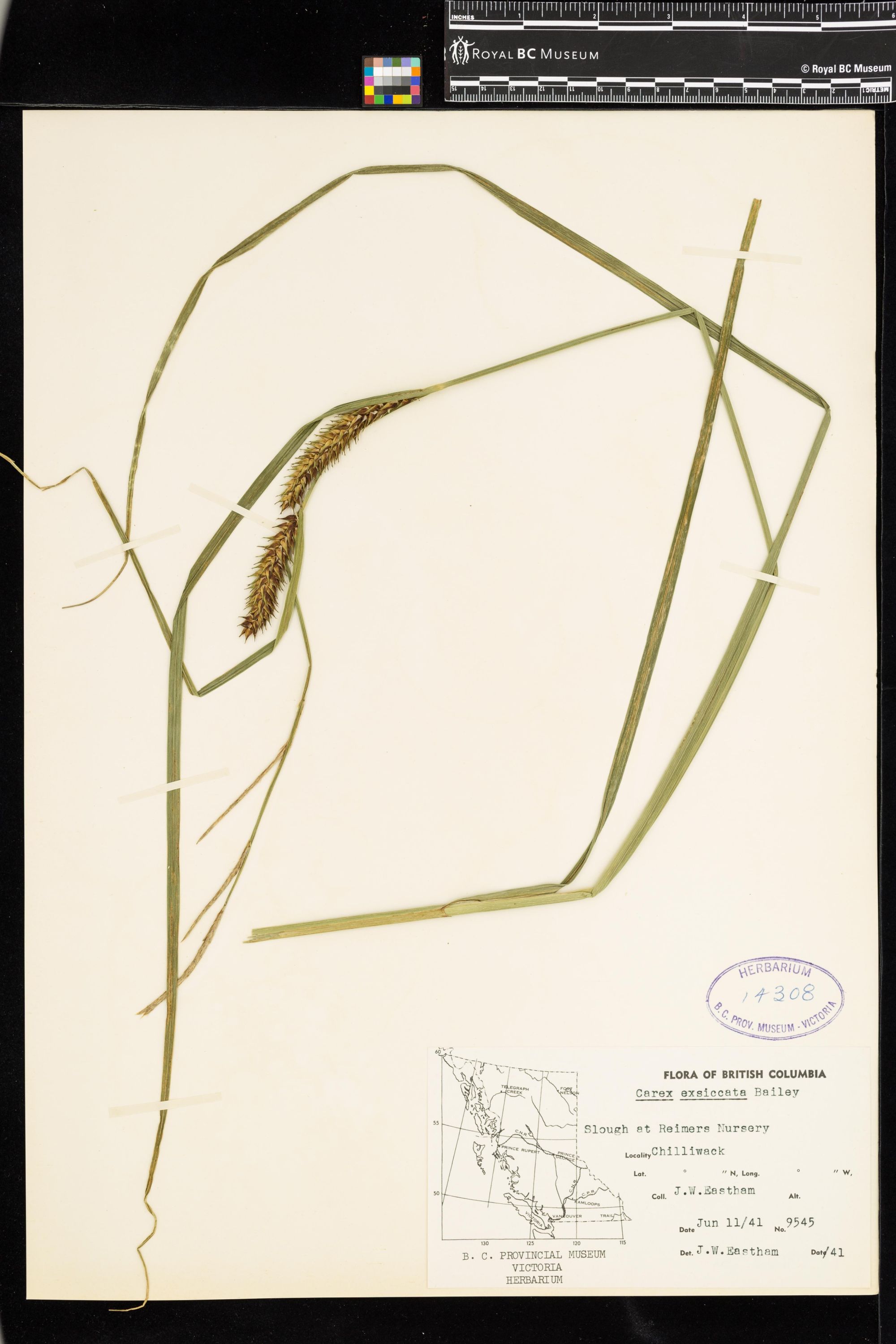 Image representing Carex exsiccata.