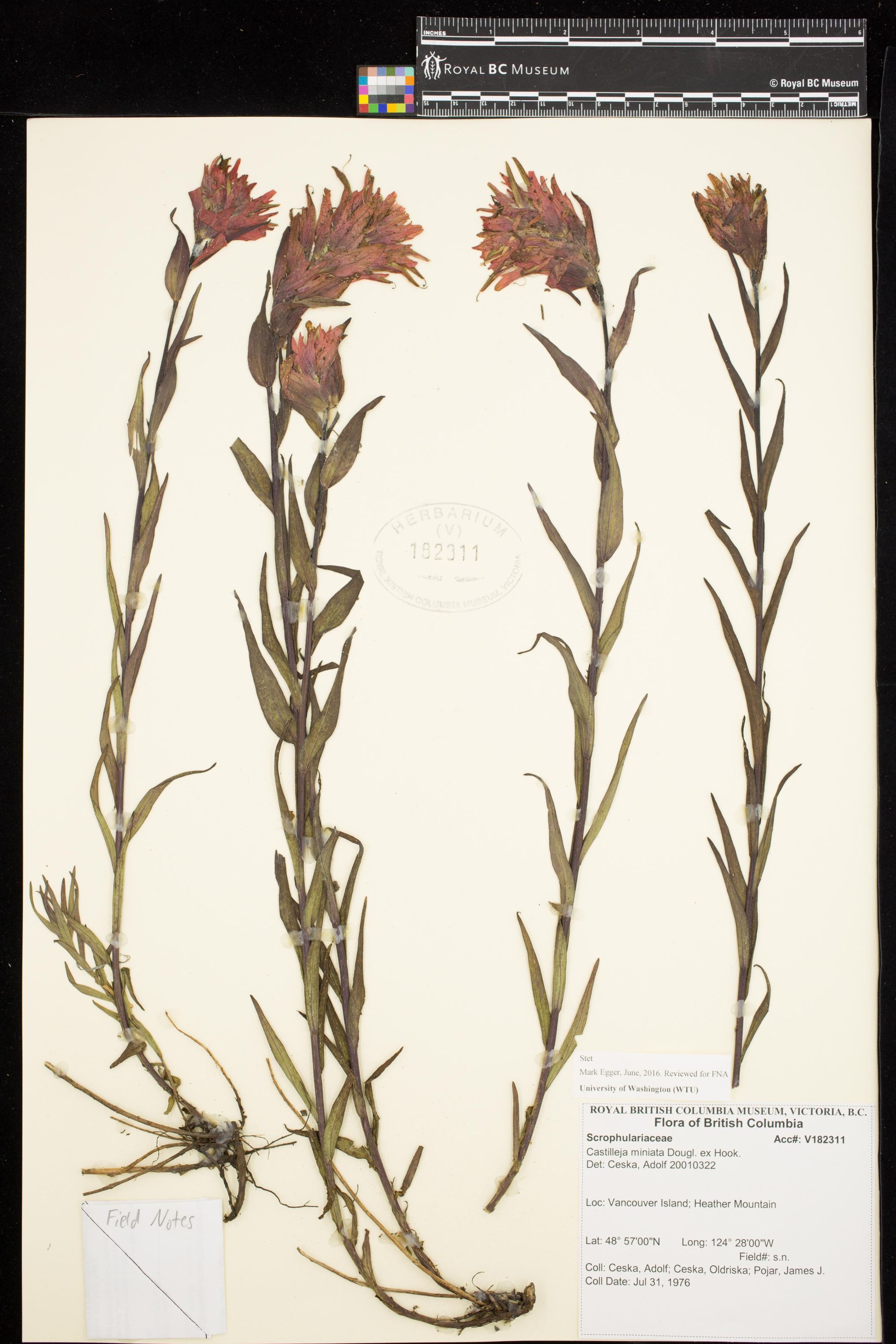 Image representing Castilleja miniata.