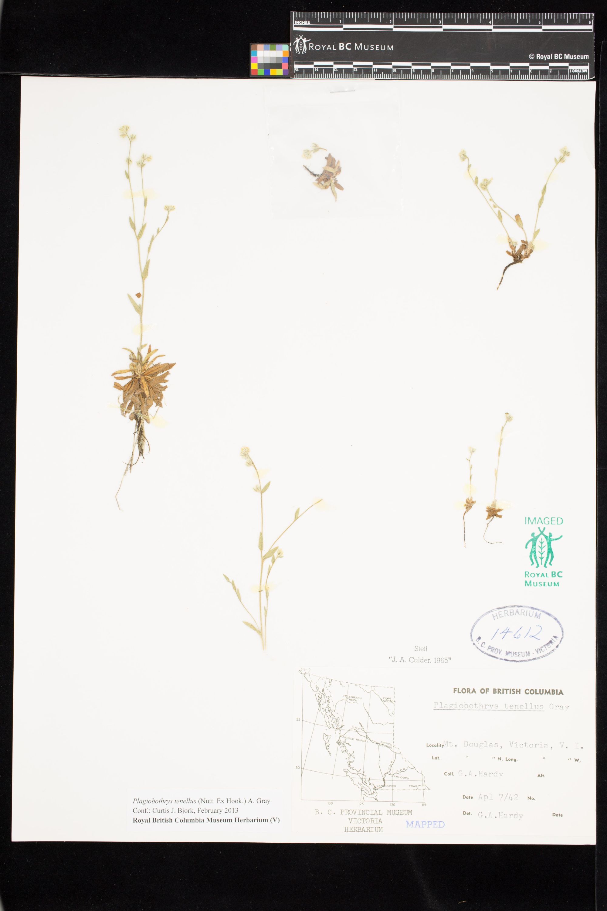 Image representing Plagiobothrys tenellus.