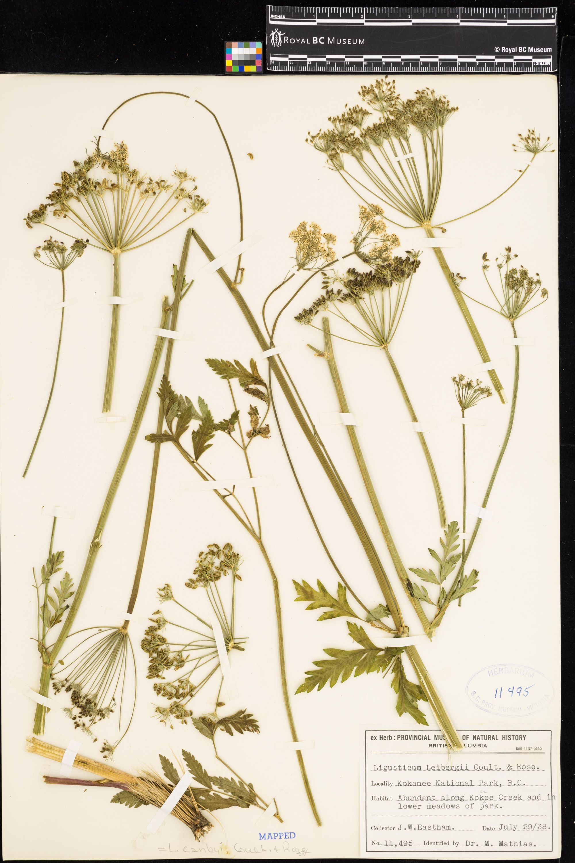 Image representing Ligusticum canbyi.