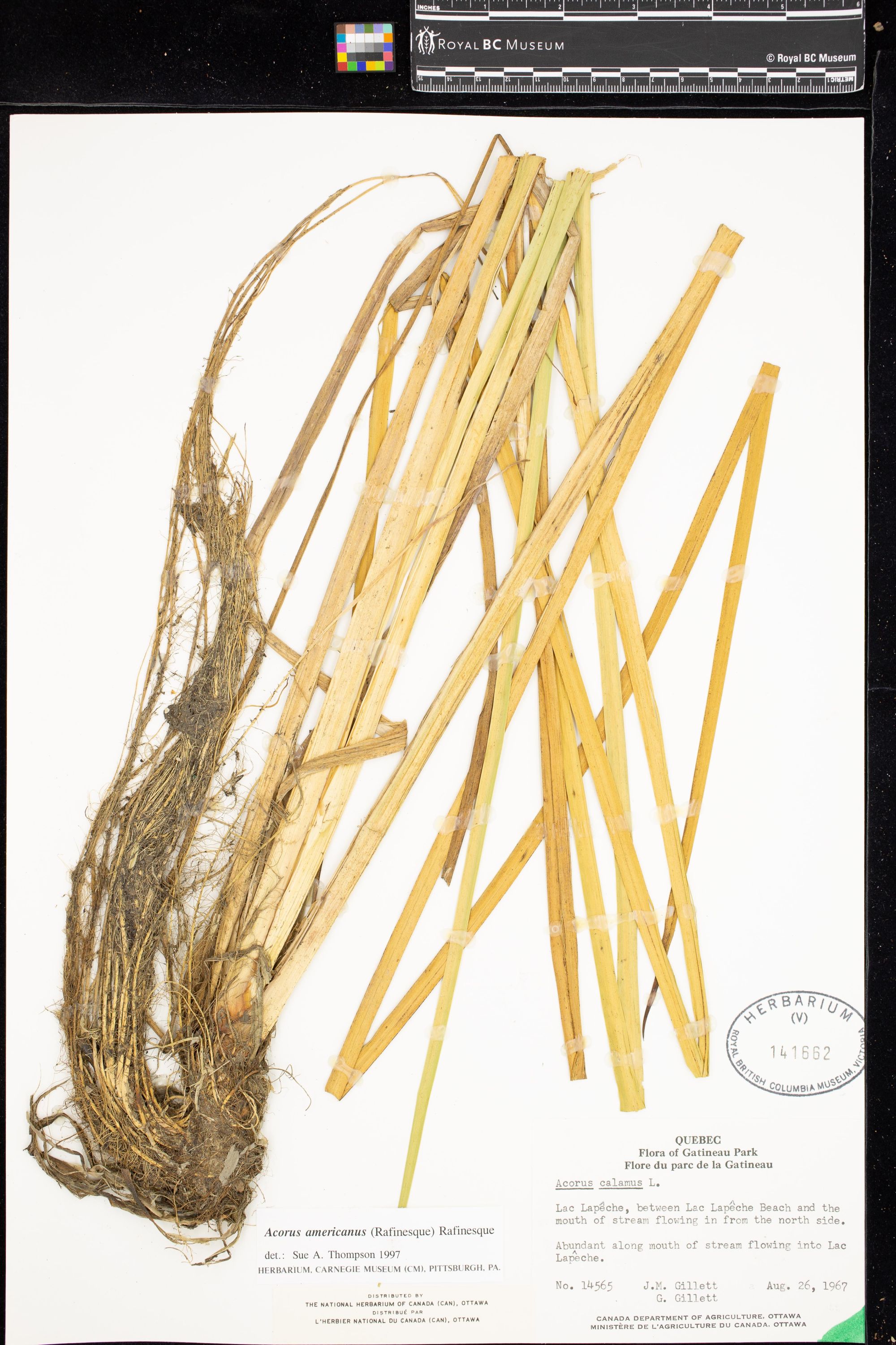 Image representing Acorus americanus.