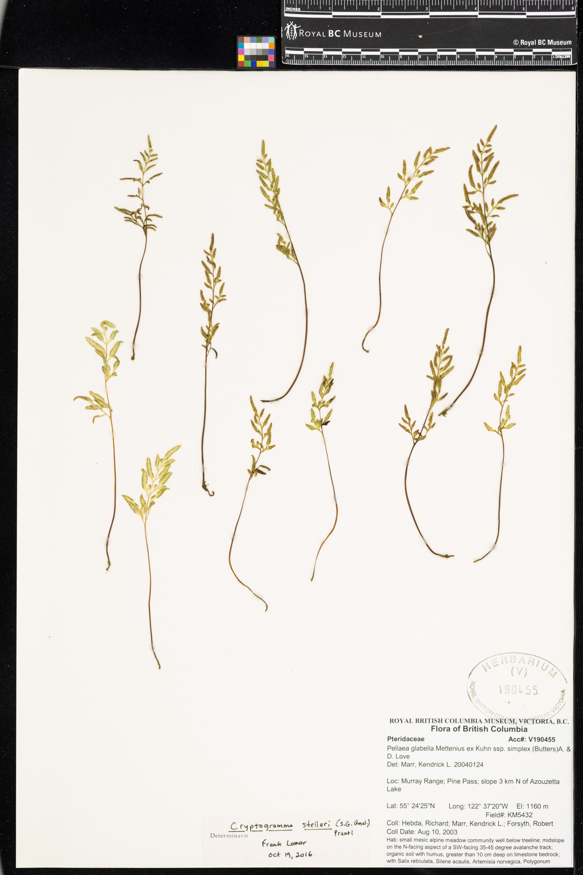 Image representing Cryptogramma stelleri.