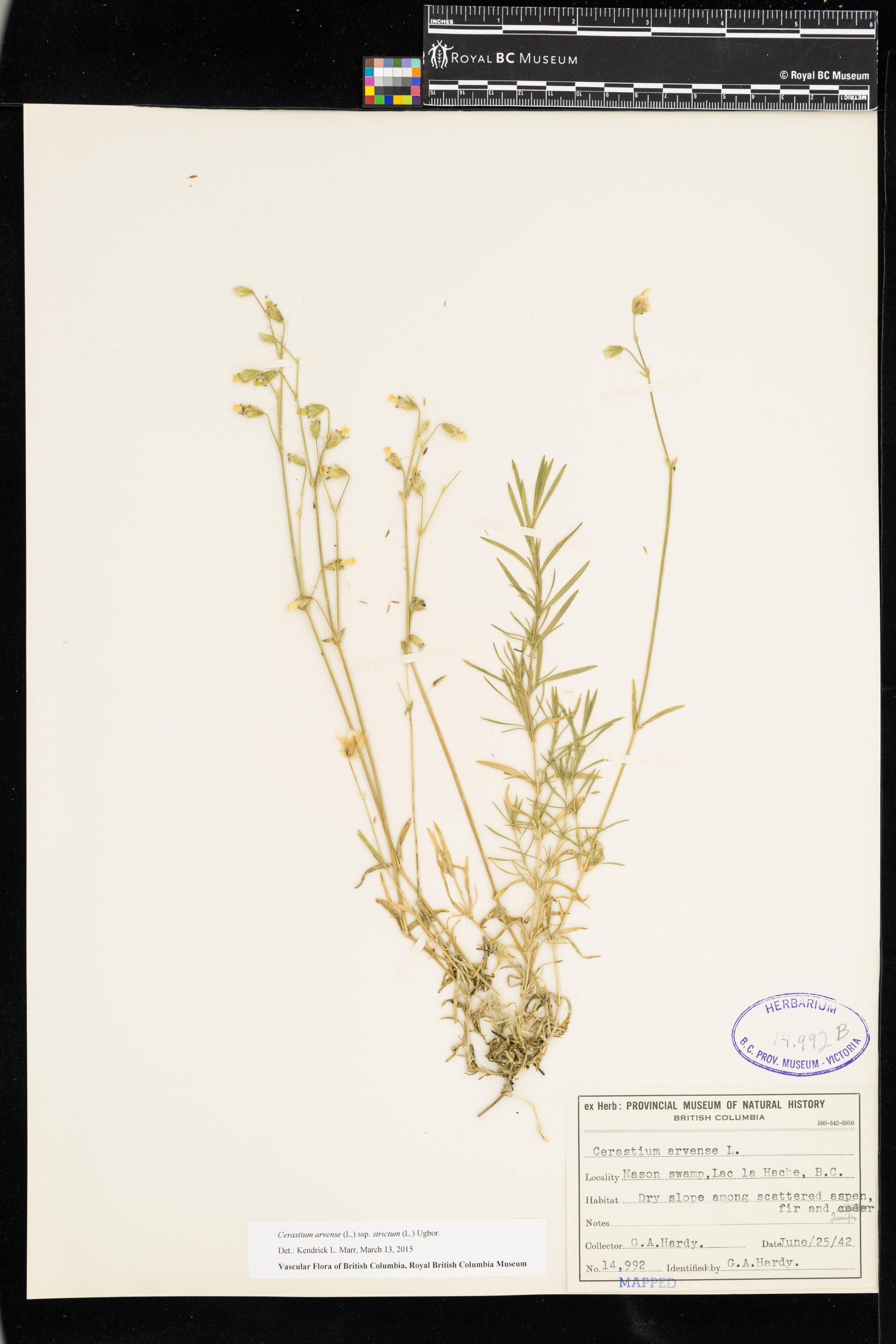 Image representing Cerastium arvense ssp. strictum.