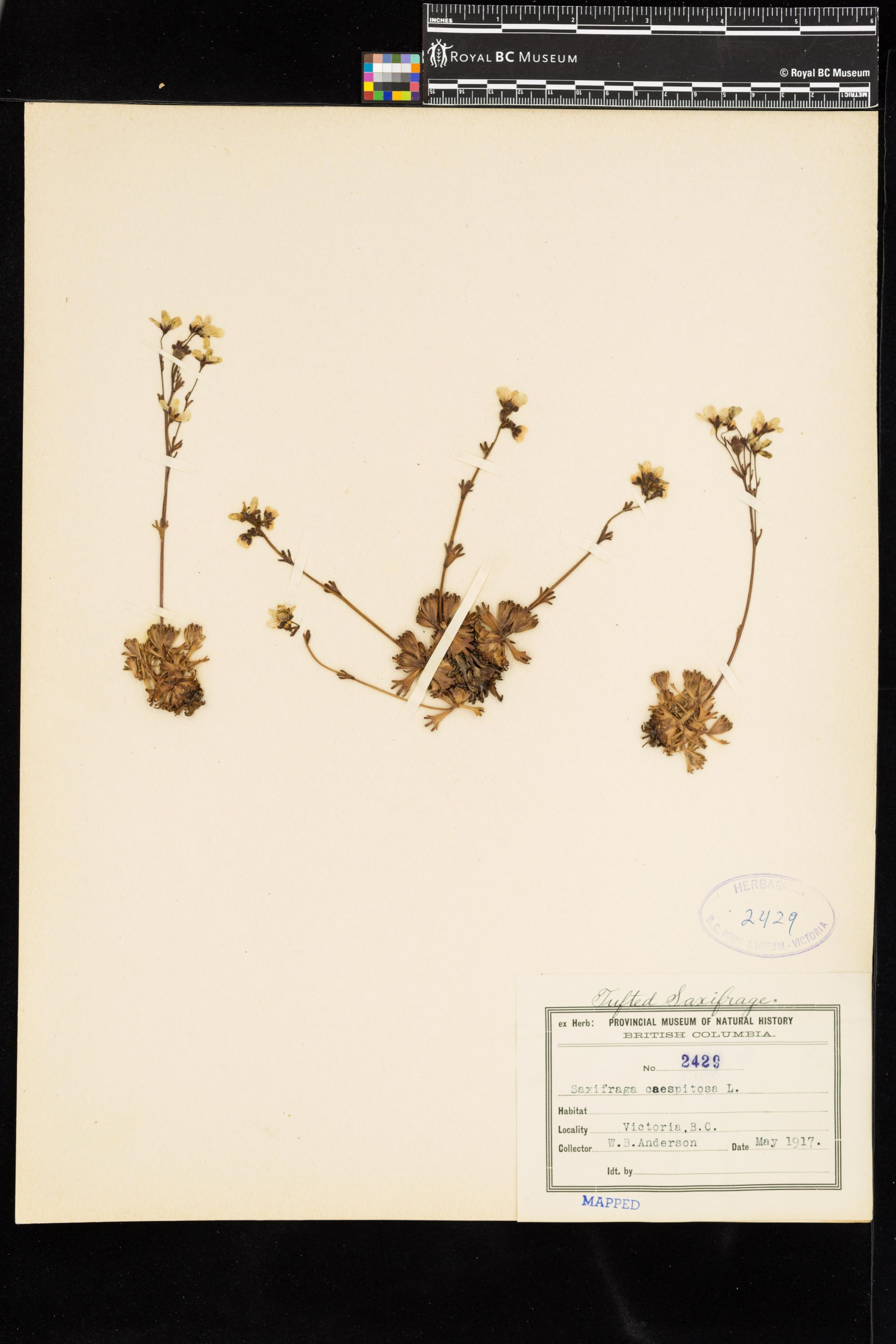 Image representing Saxifraga caespitosa.