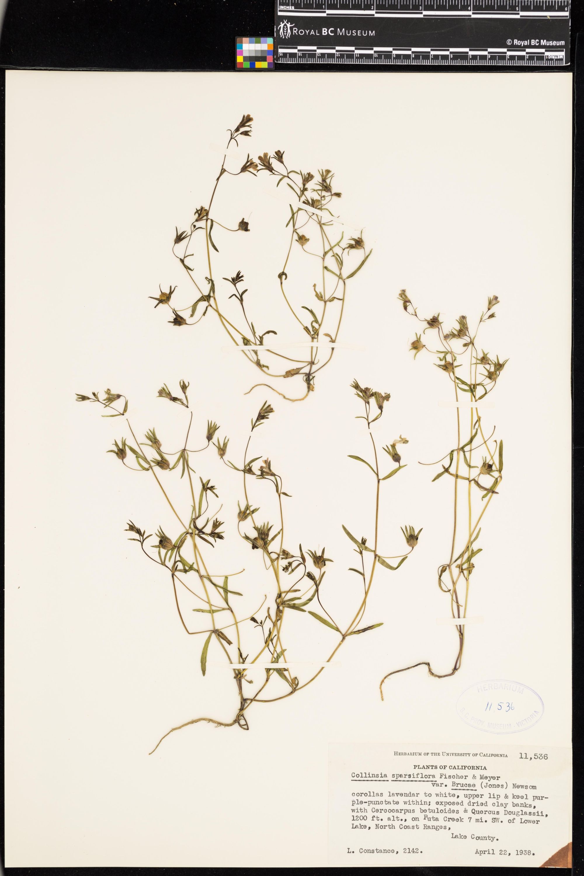 Image representing Collinsia sparsiflora.