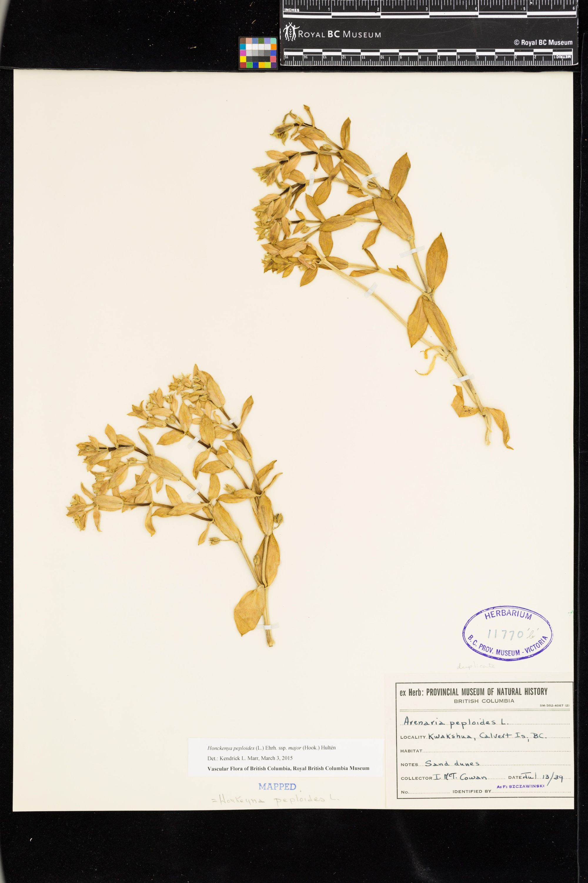 Image representing Honckenya peploides ssp. major.