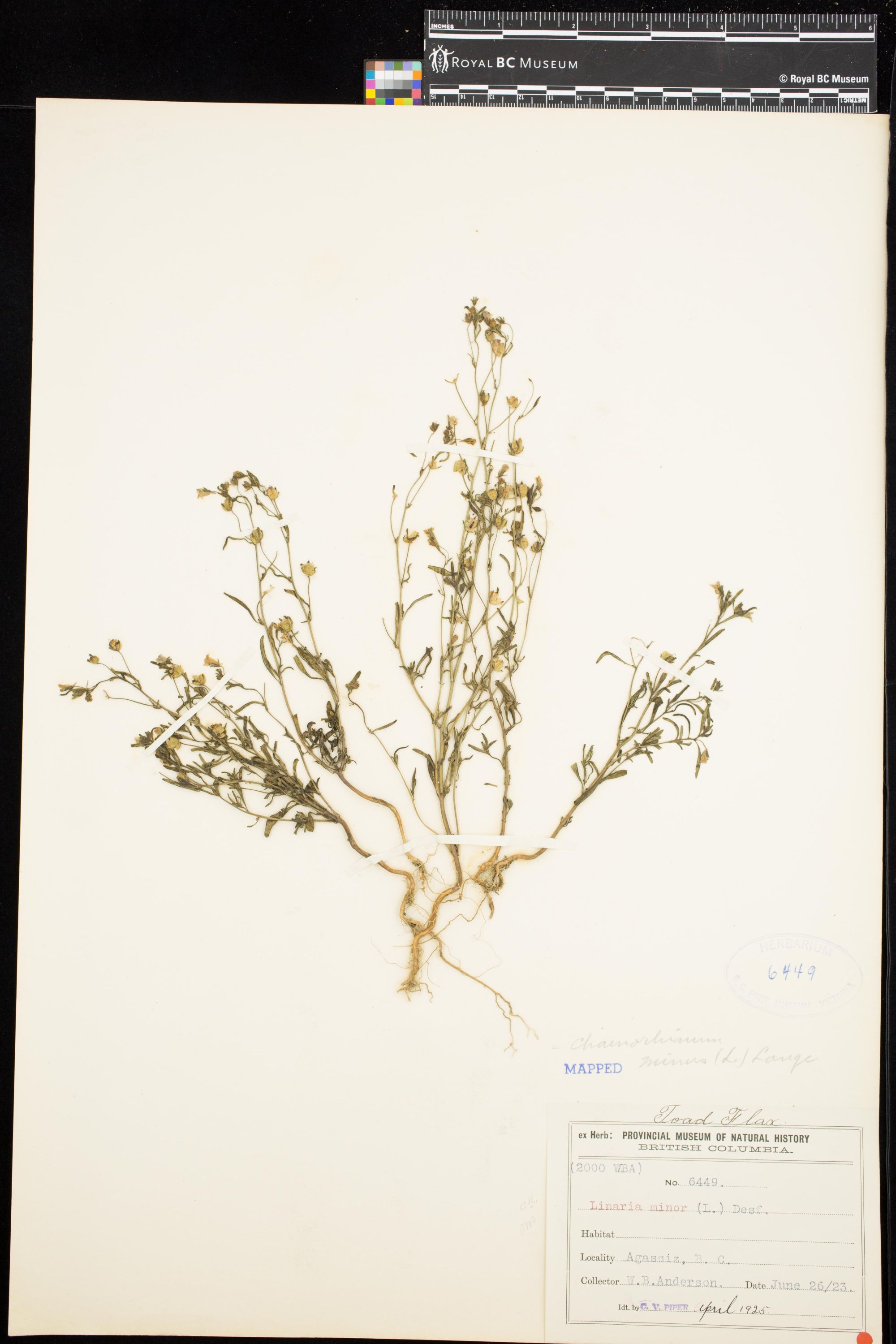 Image representing Chaenorrhinum minus.