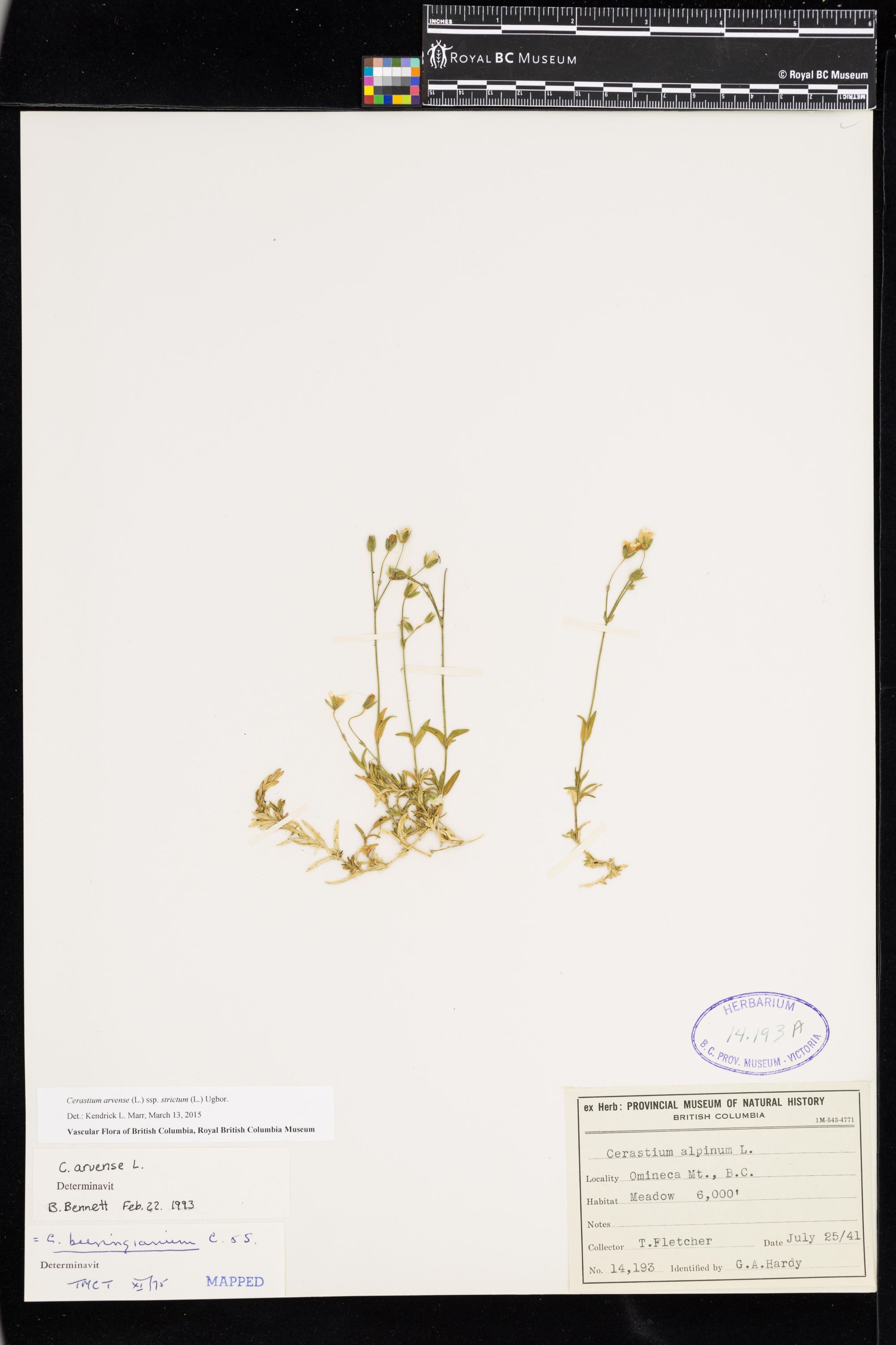 Image representing Cerastium arvense ssp. strictum.