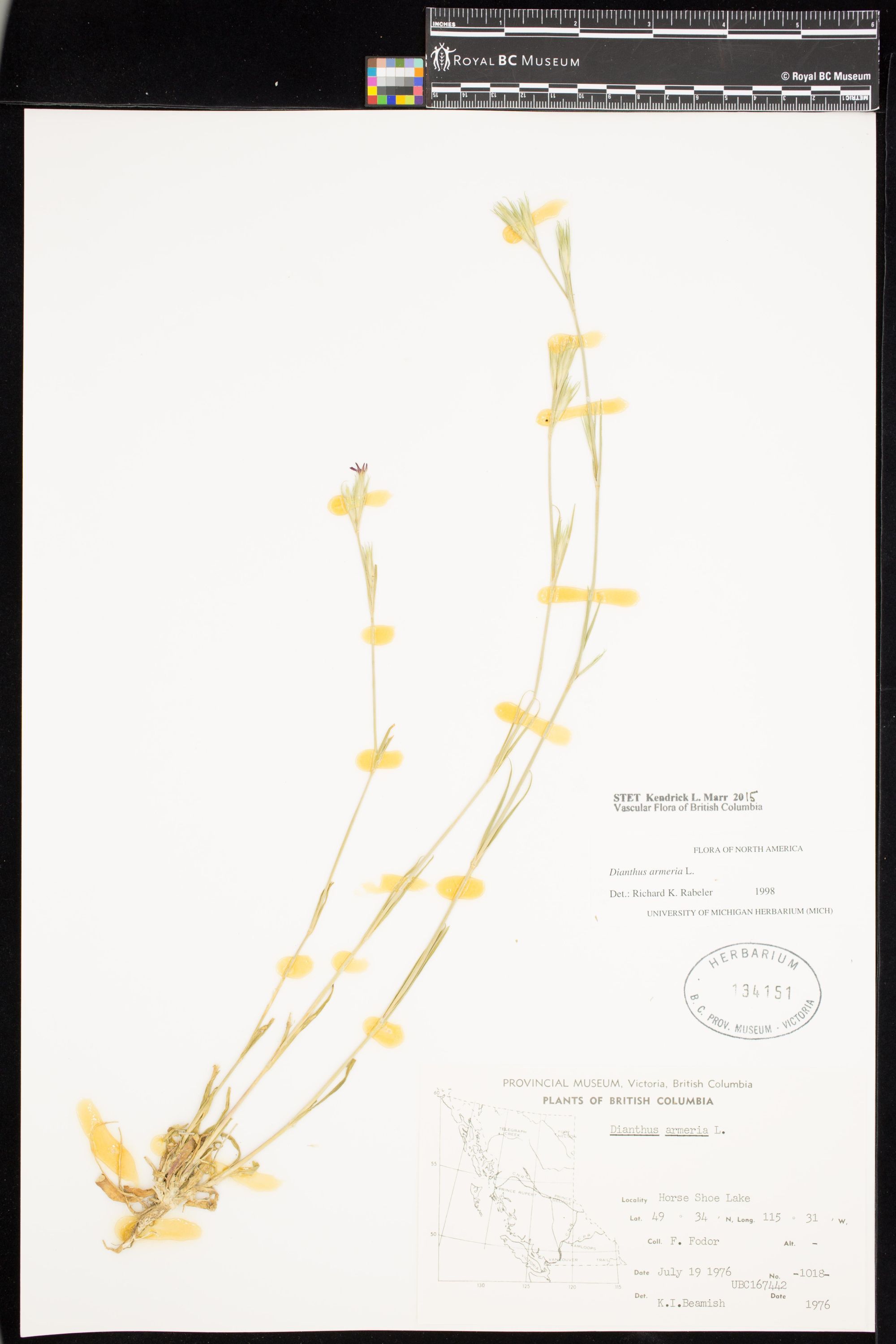 Image representing Dianthus armeria.