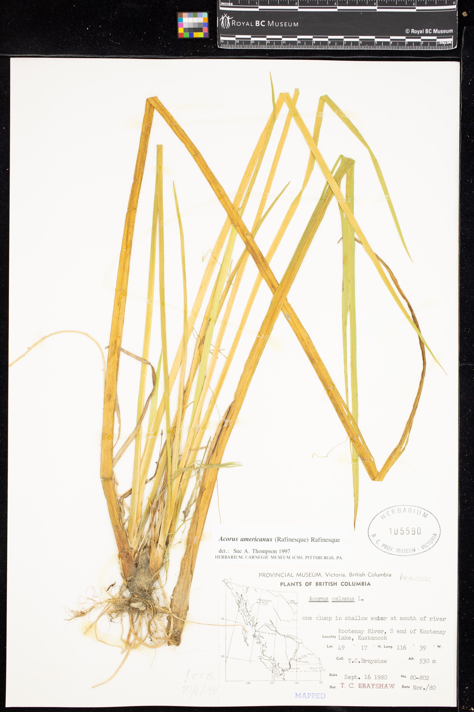 Image representing Acorus americanus.