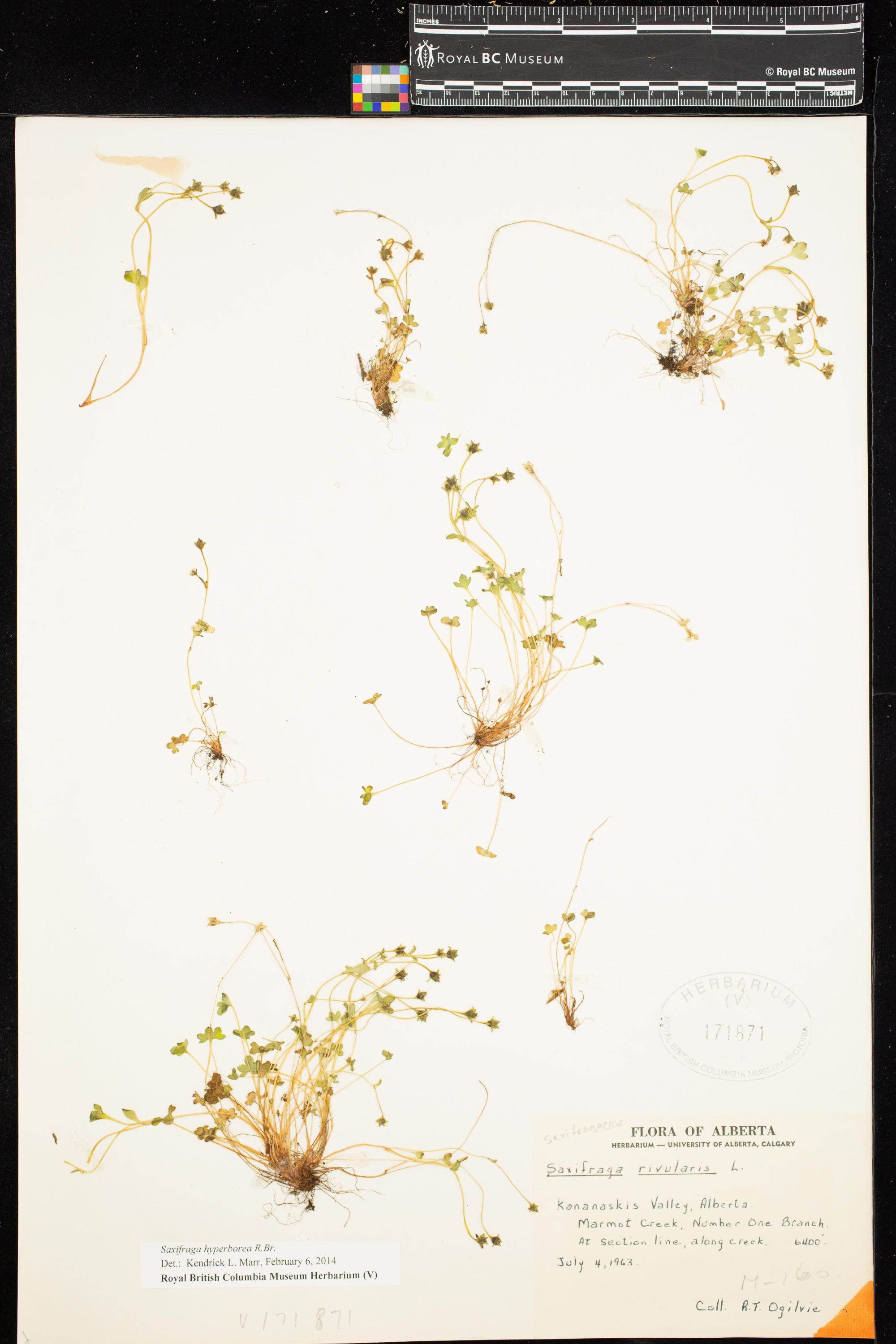 Image representing Saxifraga hyperborea.