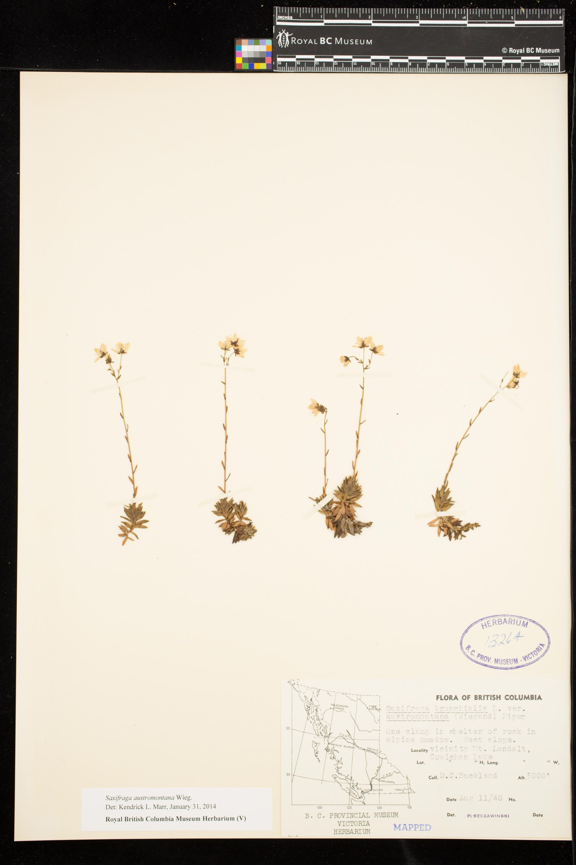 Image representing Saxifraga austromontana.