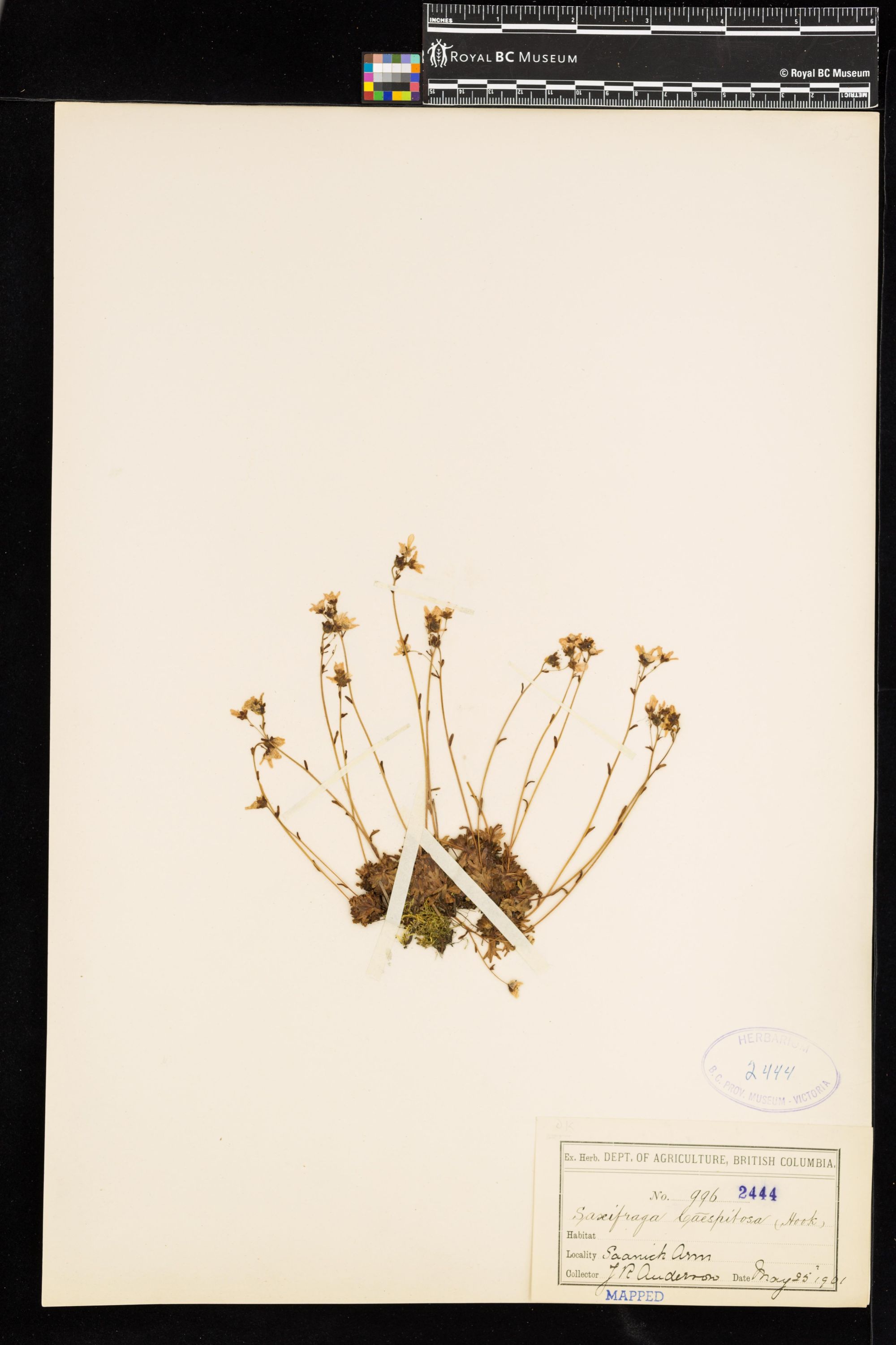 Image representing Saxifraga caespitosa.