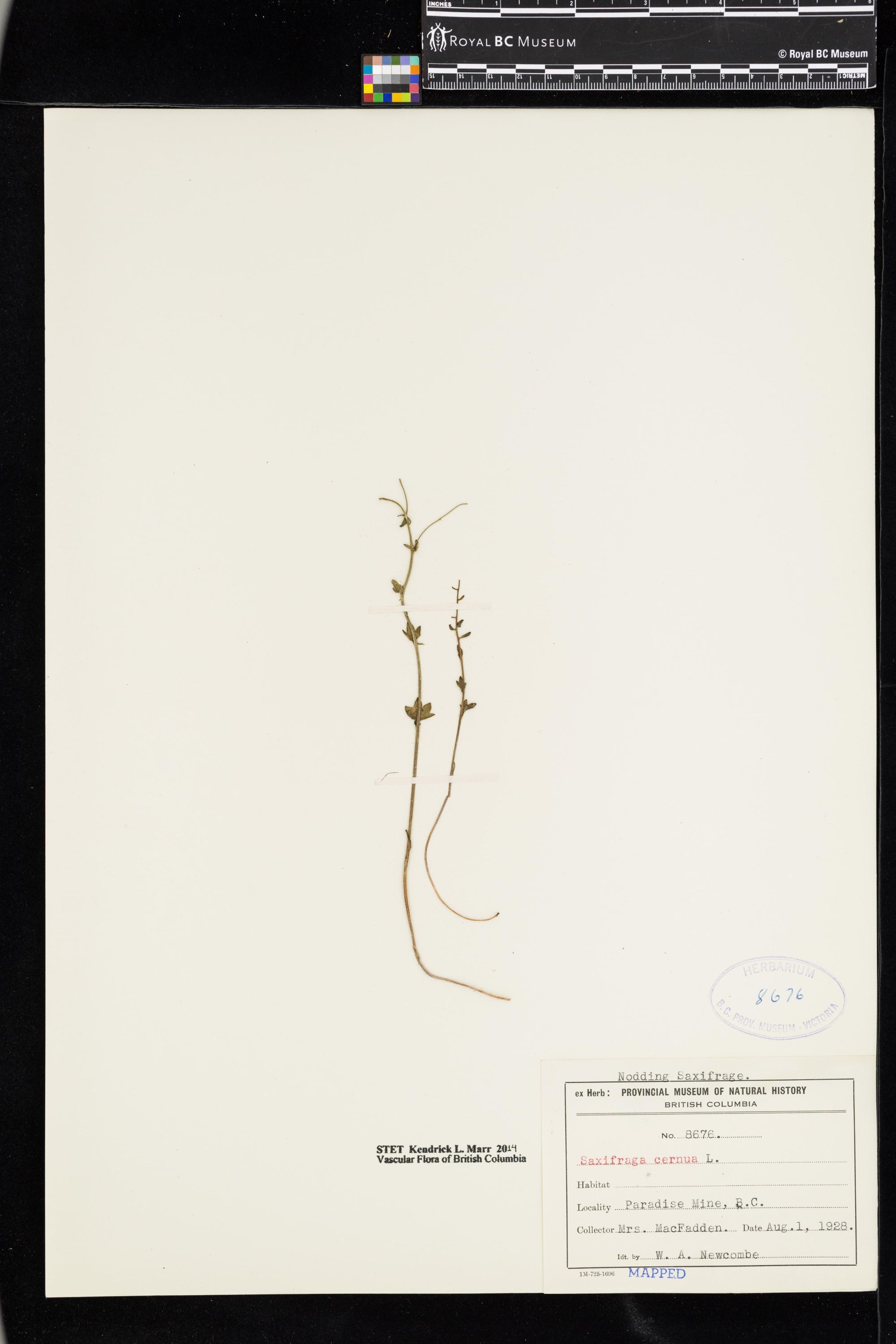 Image representing Saxifraga cernua.