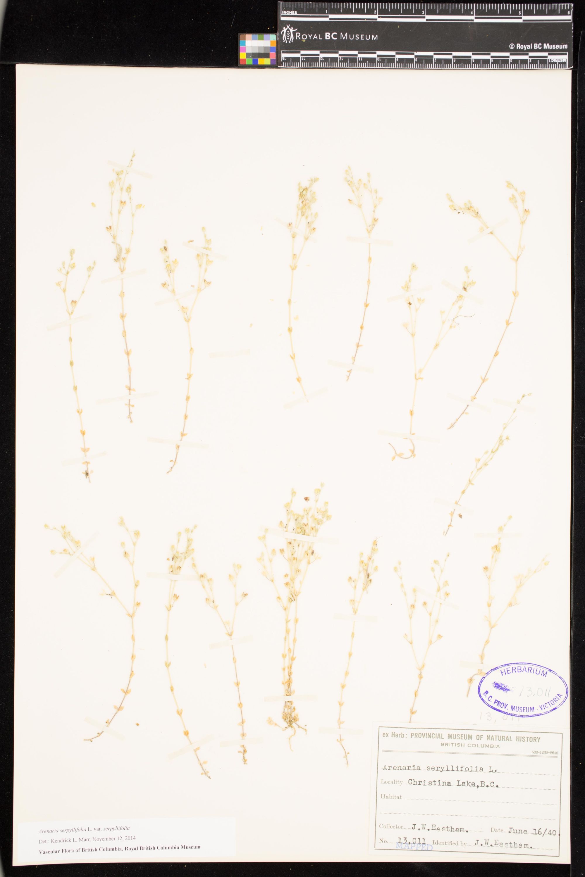 Image representing Arenaria serpyllifolia var. serpyllifolia.