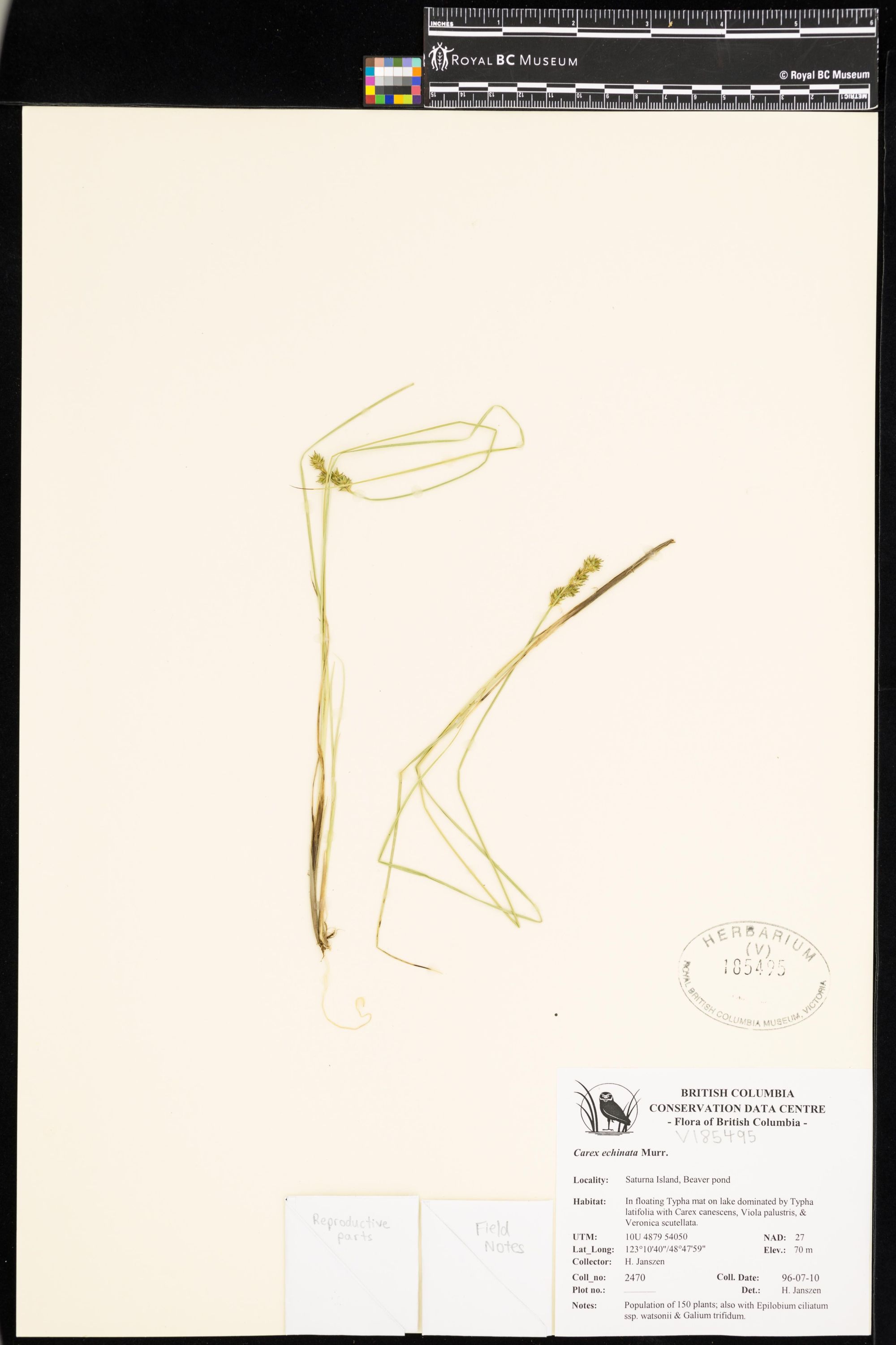 Image representing Carex echinata.