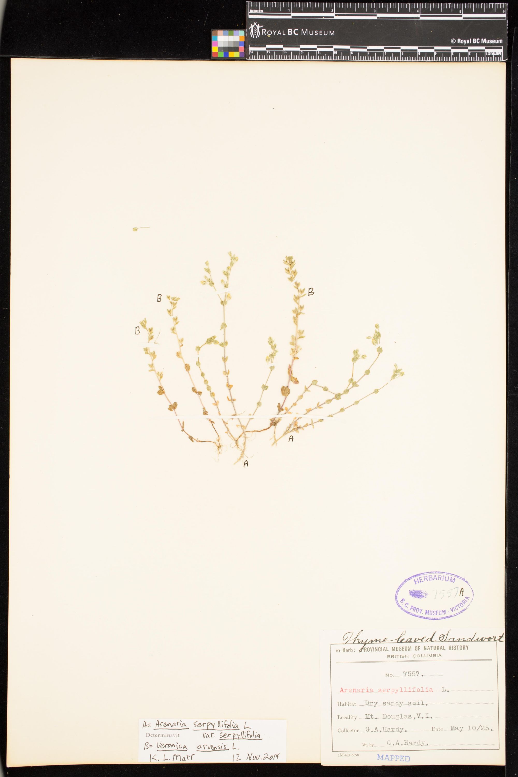 Image representing Arenaria serpyllifolia var. serpyllifolia.