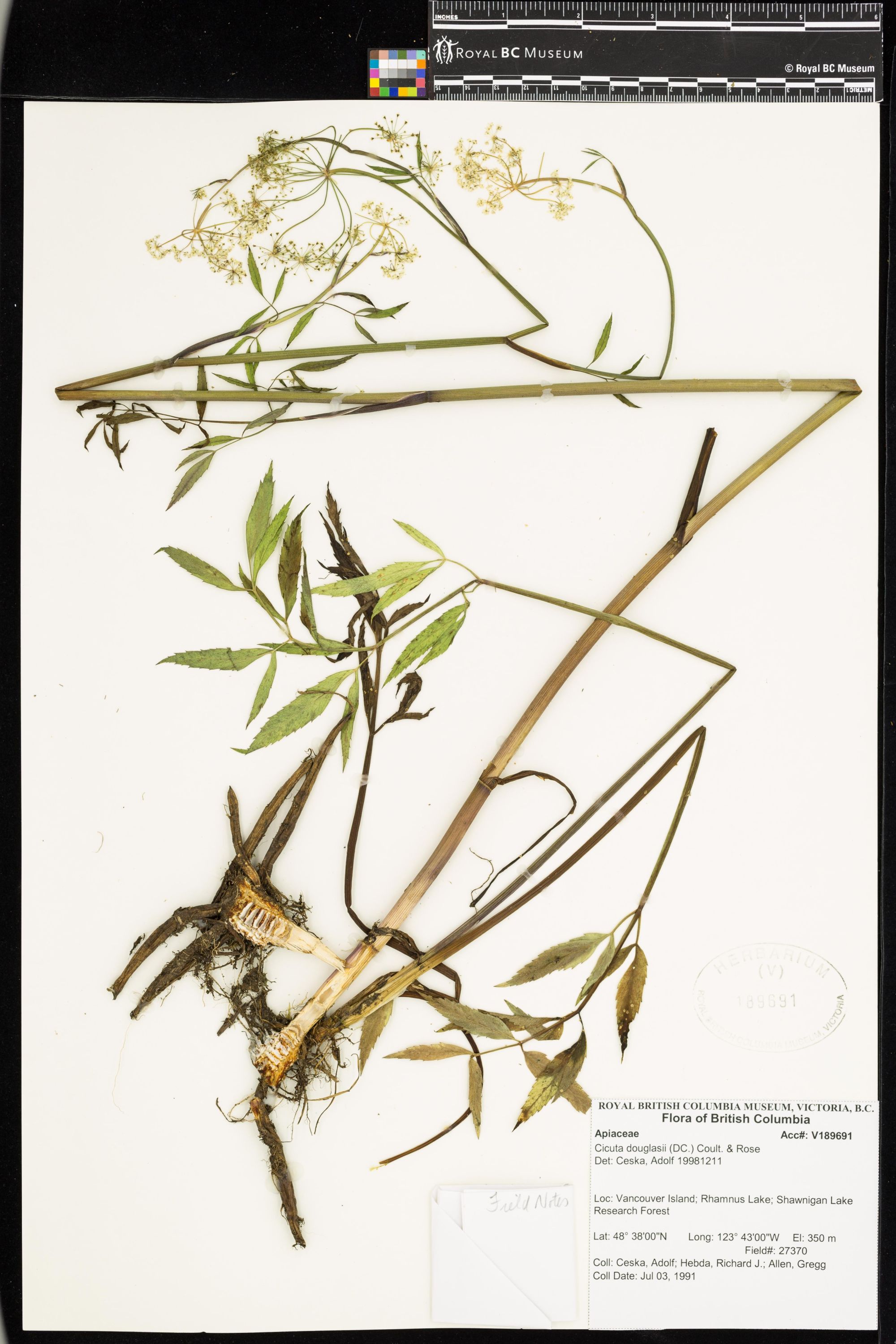 Image representing Cicuta douglasii.