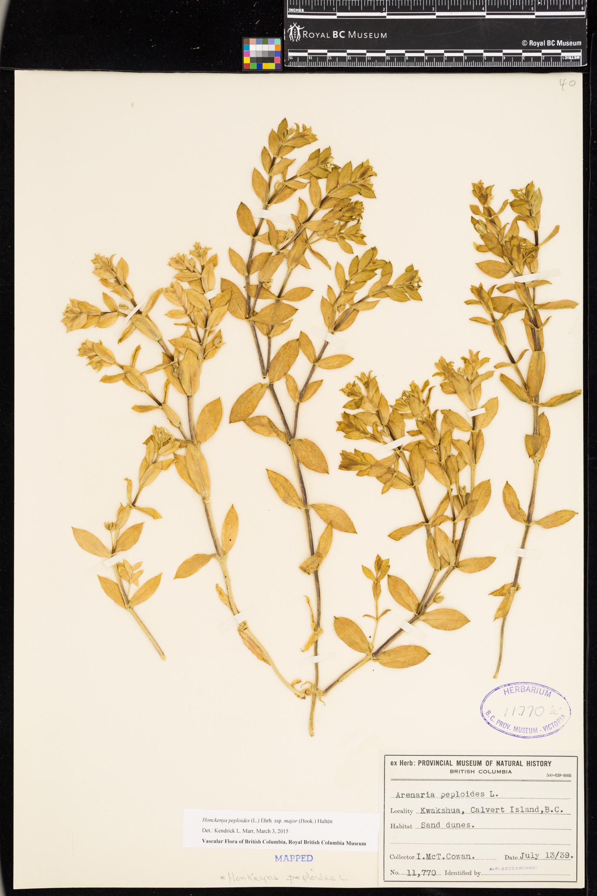 Image representing Honckenya peploides ssp. major.