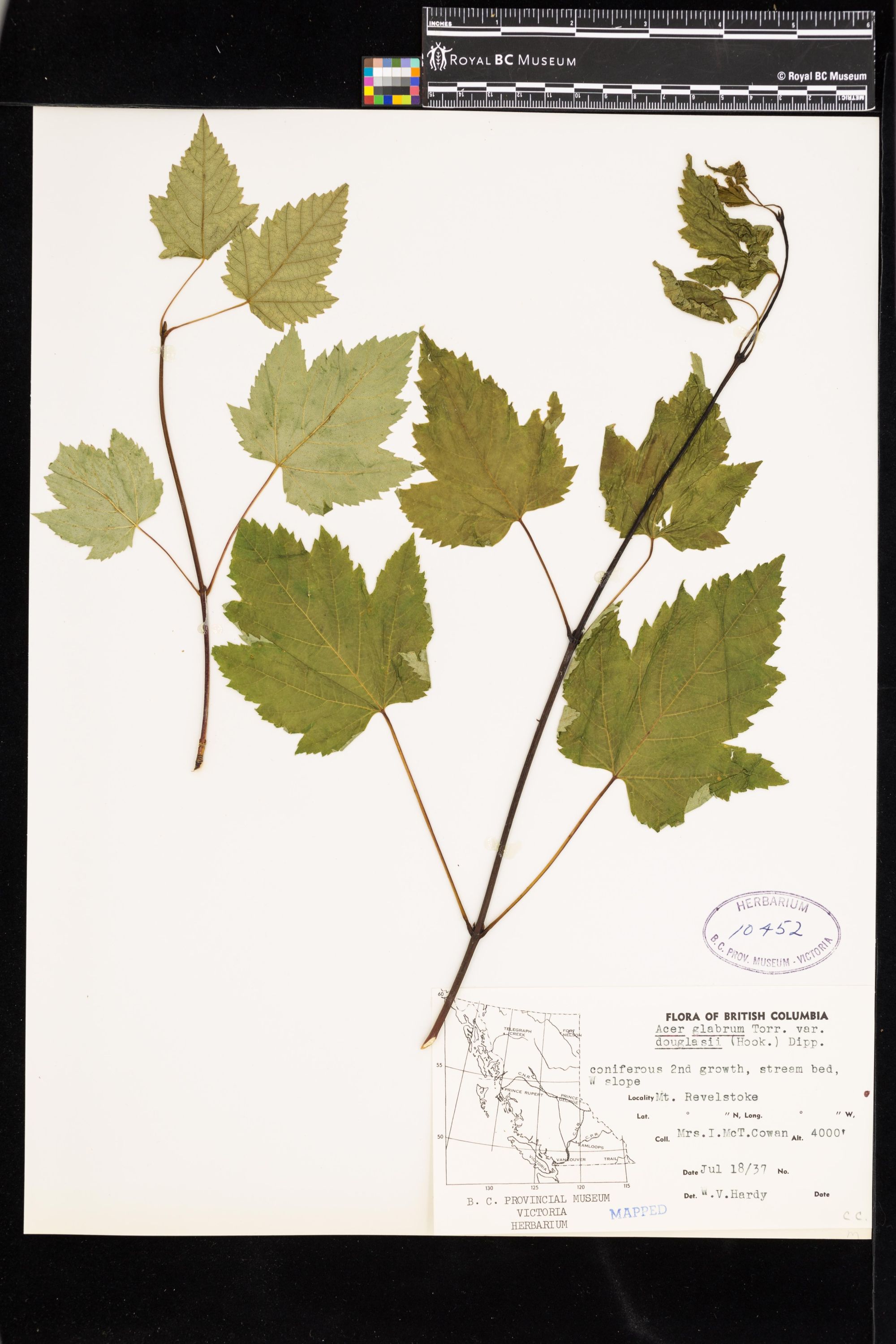 Image representing Acer glabrum var. douglasii.