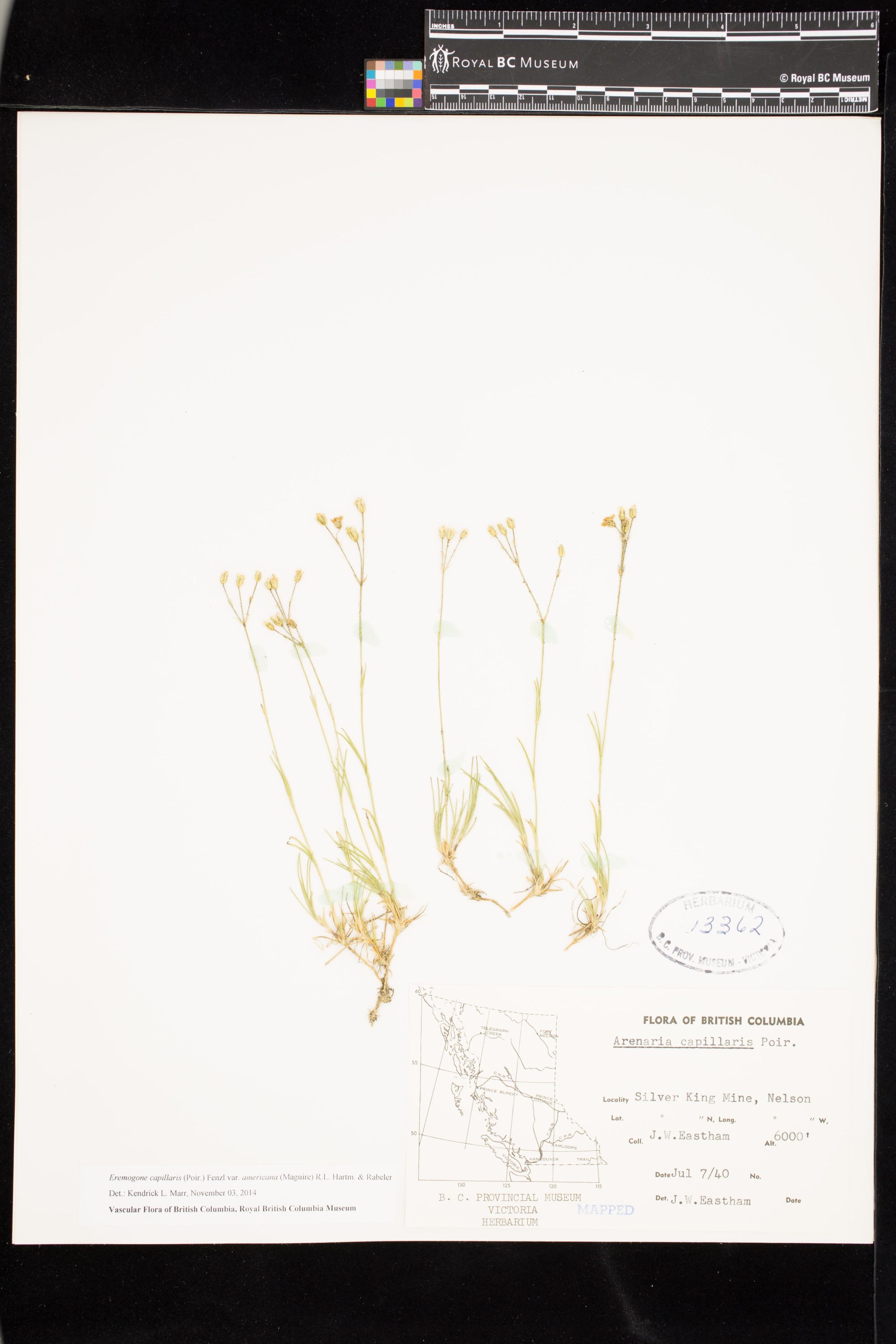 Image representing Eremogone capillaris var. americana.