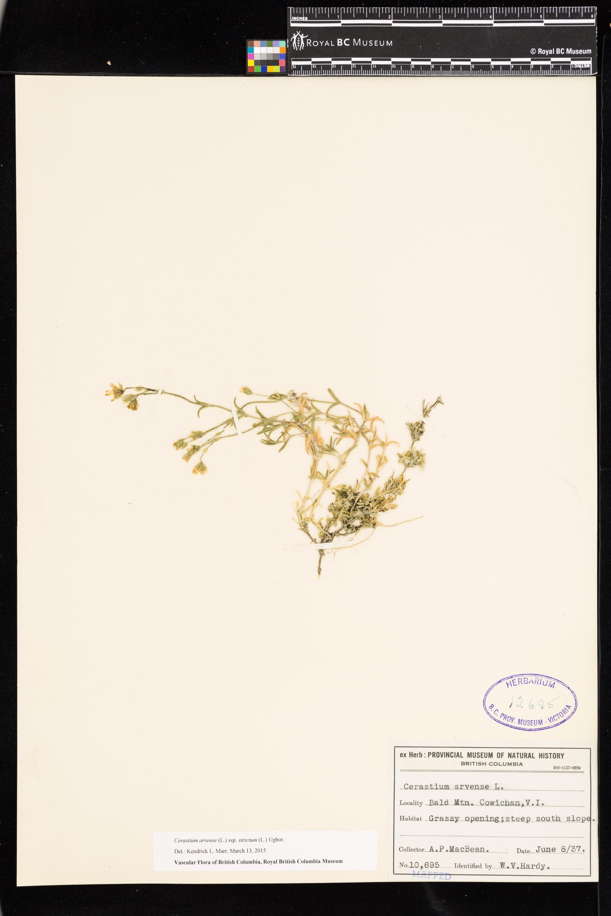 Image representing Cerastium arvense ssp. strictum.