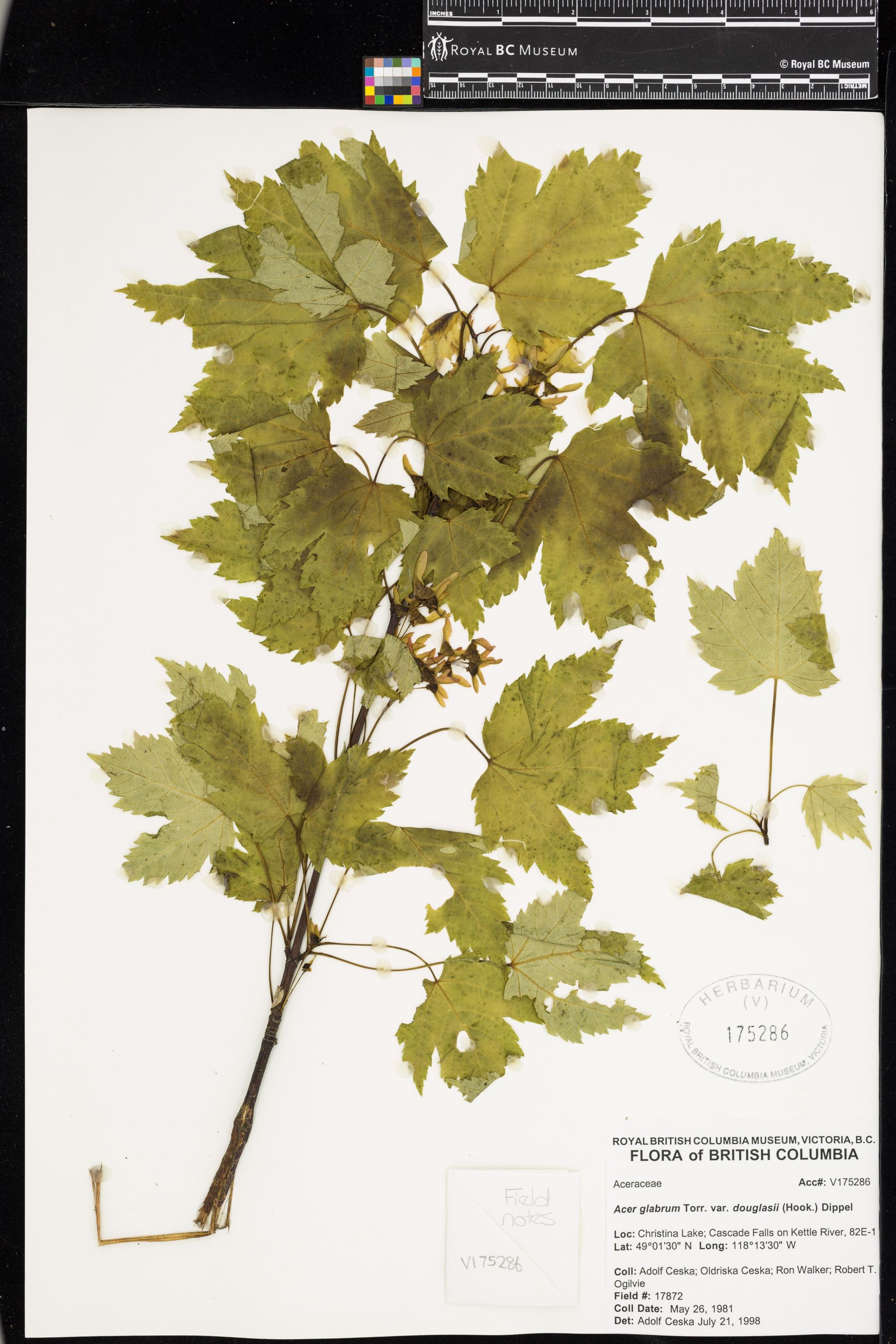 Image representing Acer glabrum var. douglasii.