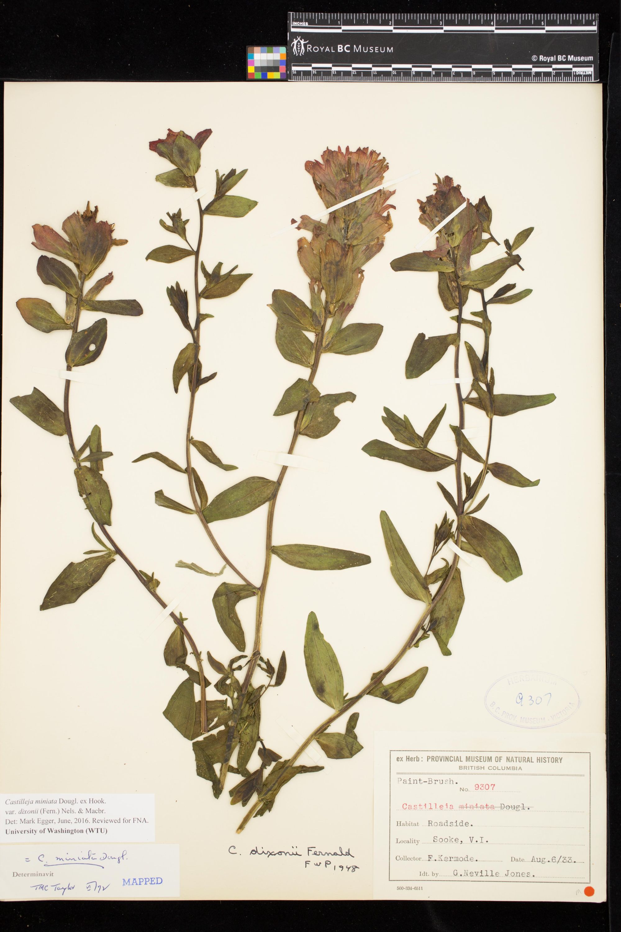 Image representing Castilleja miniata var. dixonii.