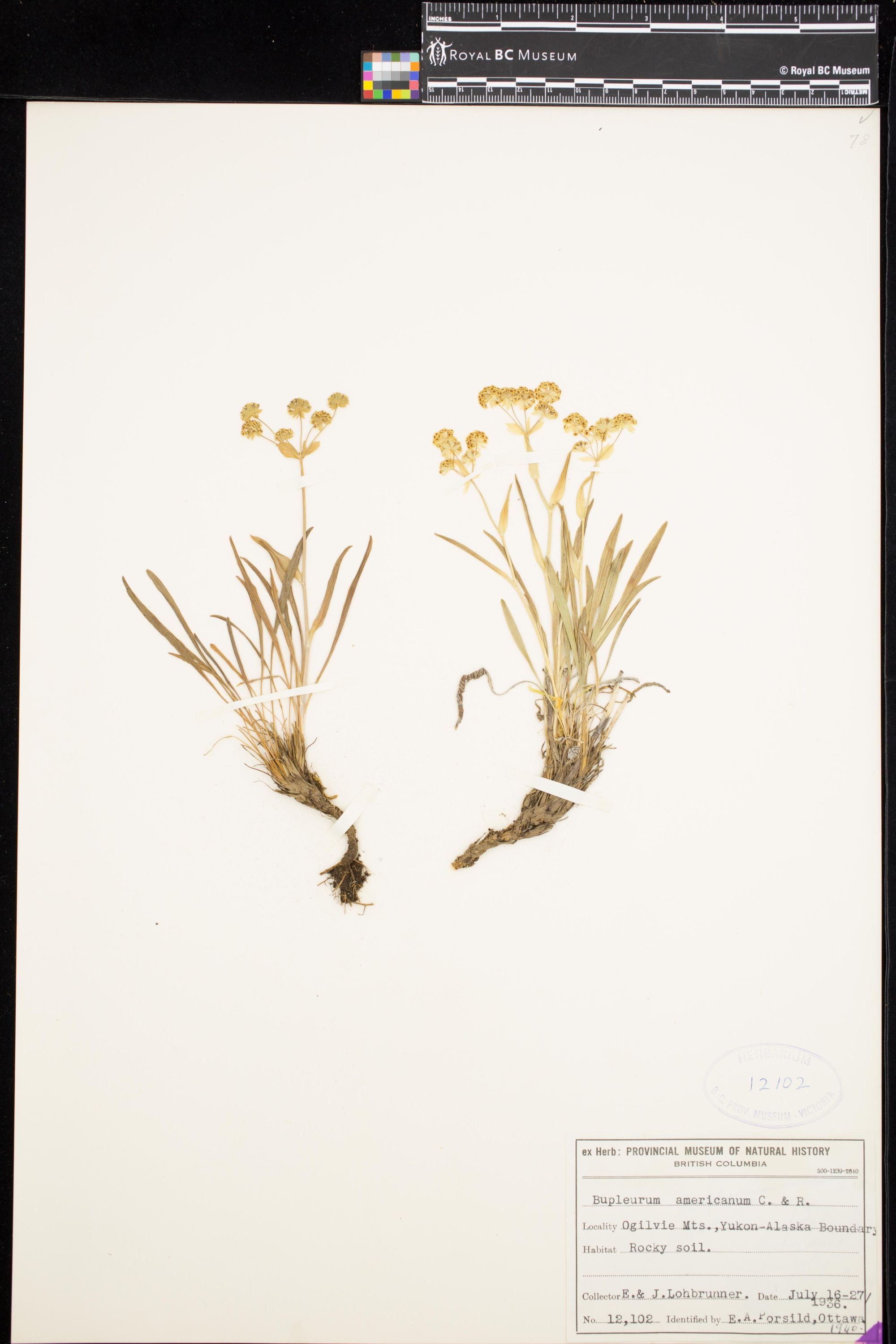 Image representing Bupleurum americanum.