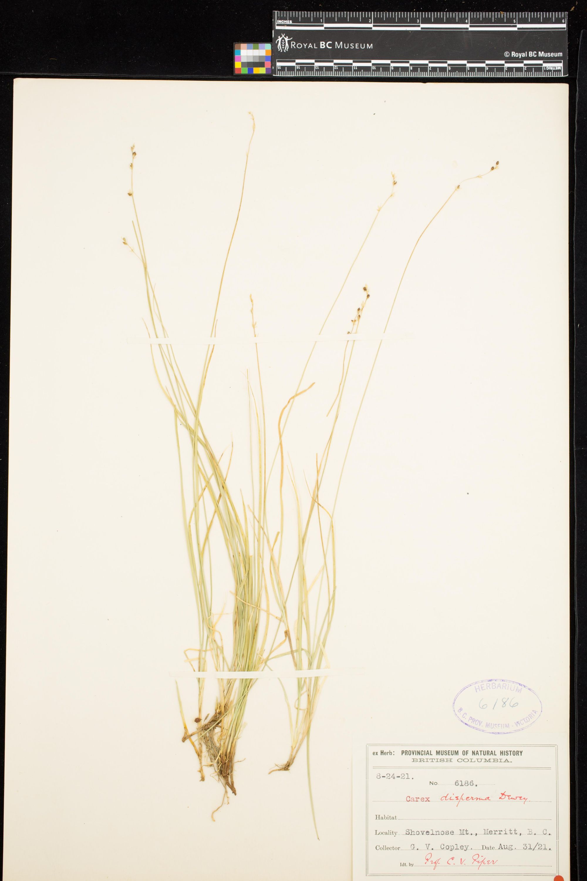 Image representing Carex disperma.