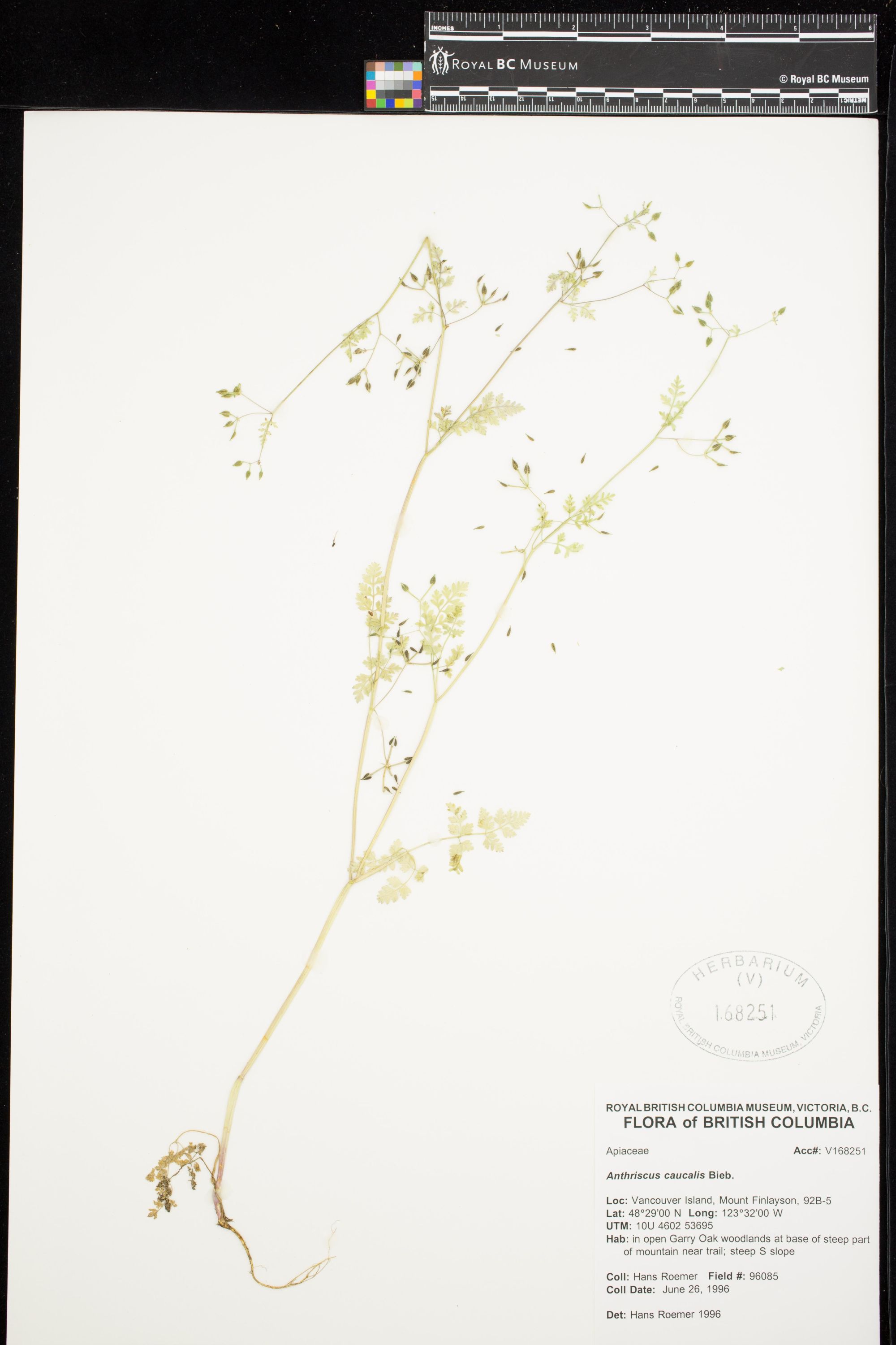 Image representing Anthriscus caucalis.