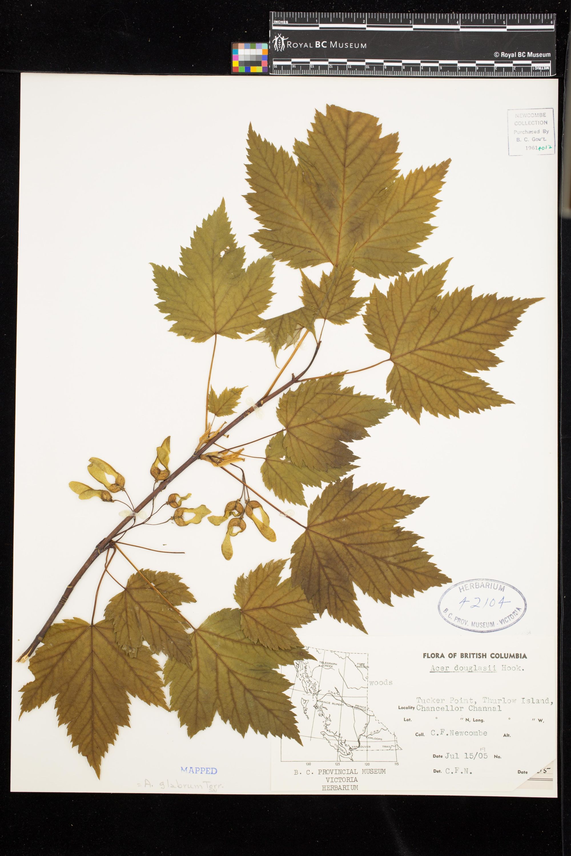 Image representing Acer glabrum.