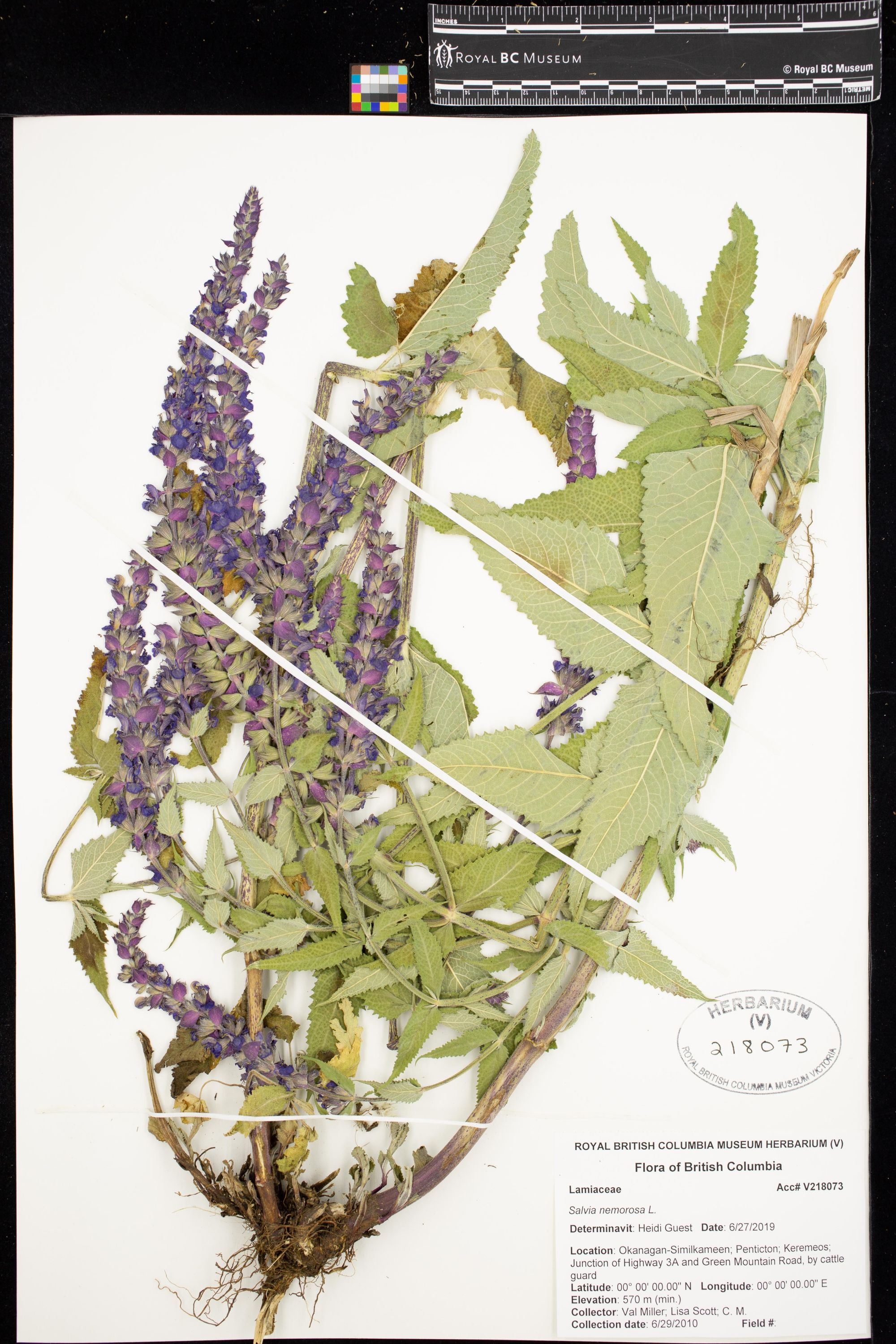 Image représentant Salvia nemorosa