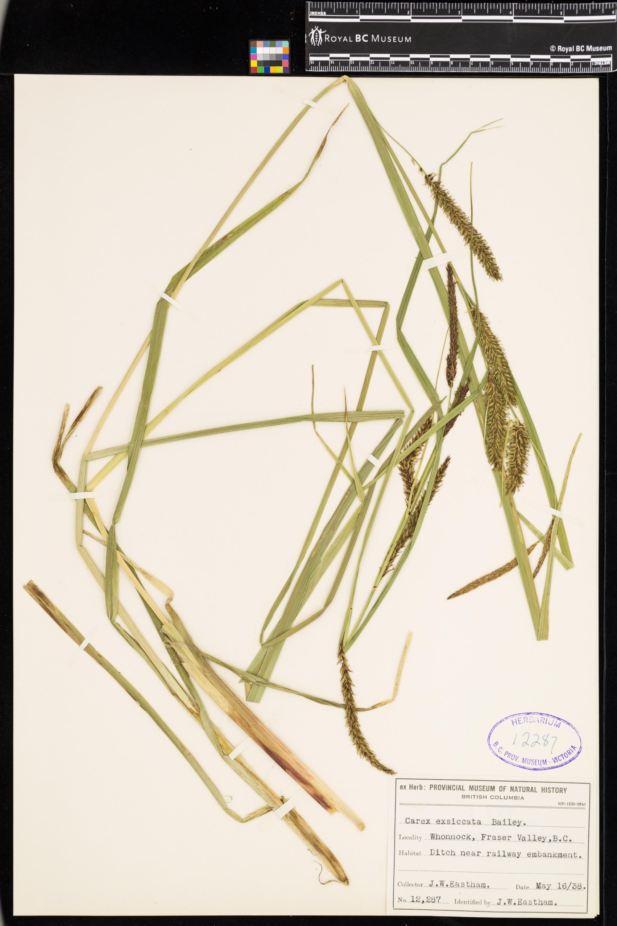 Image representing Carex exsiccata.